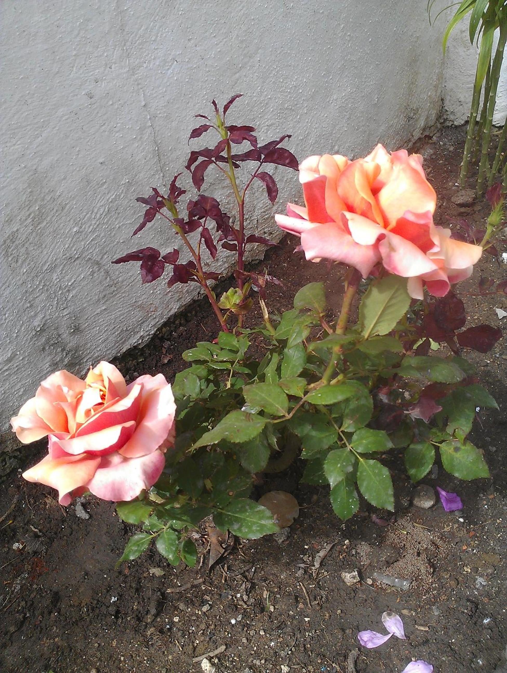 Photo 77