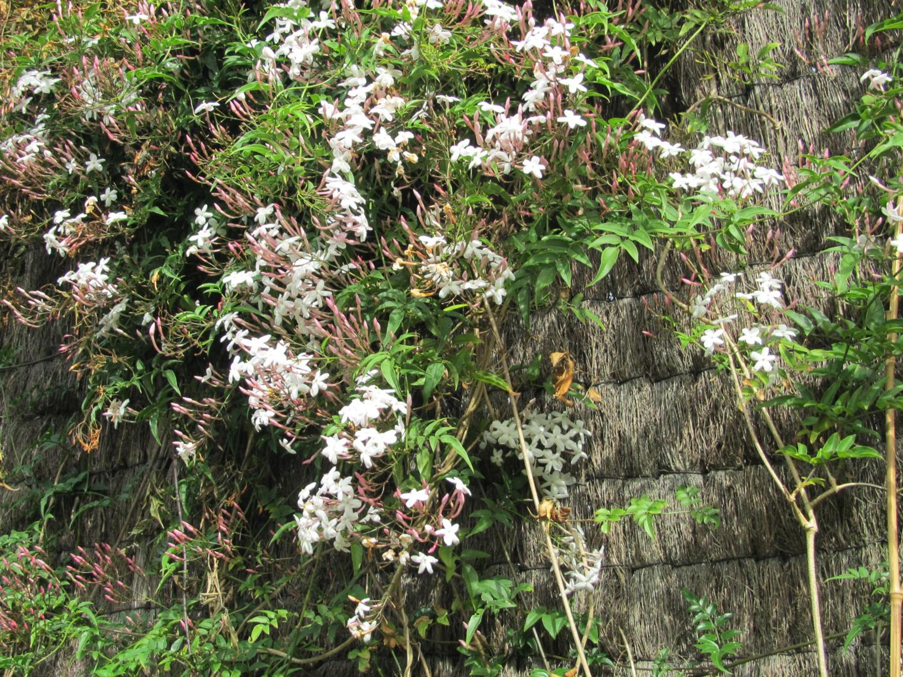 Photo 40