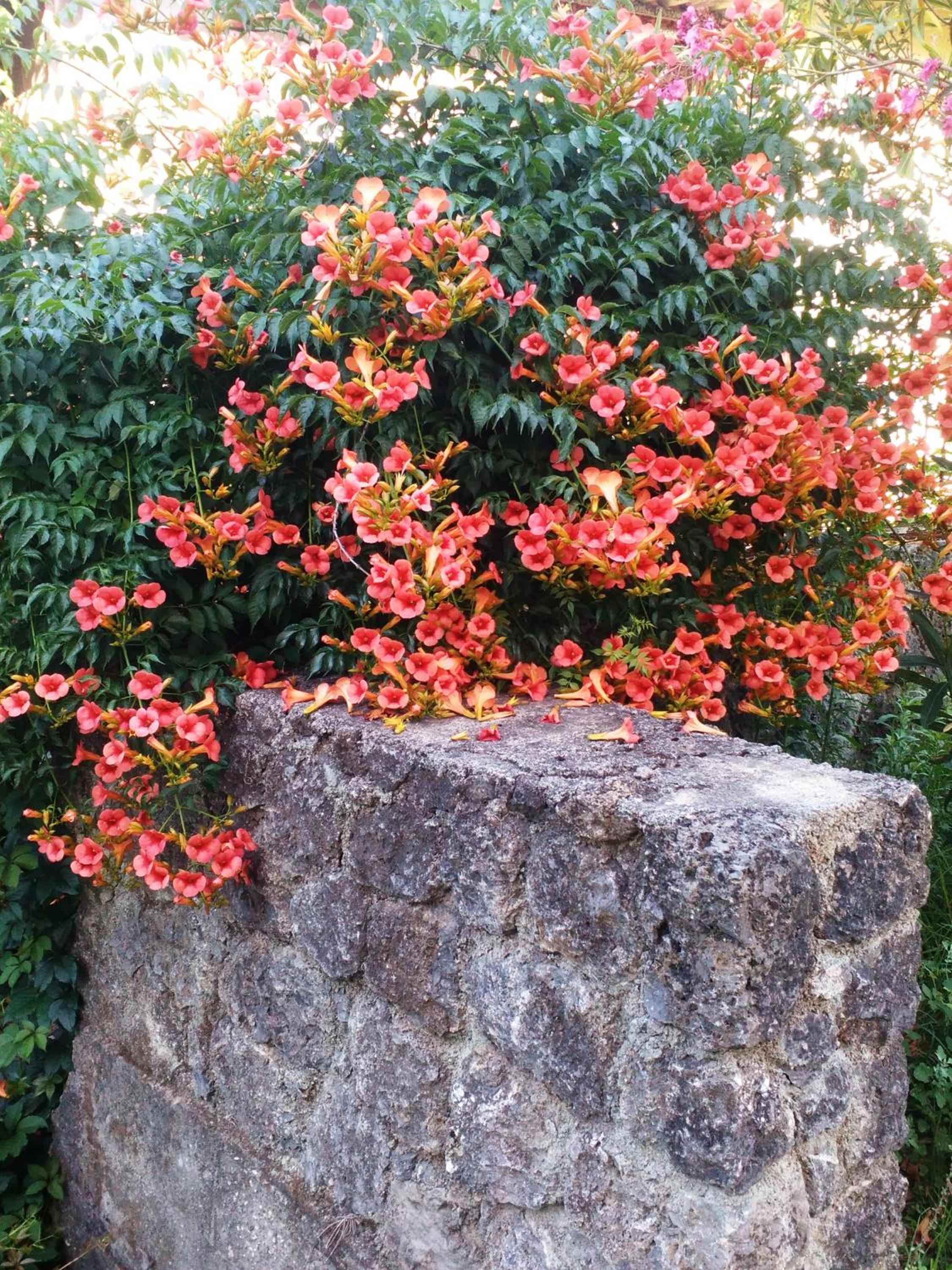 Photo 77