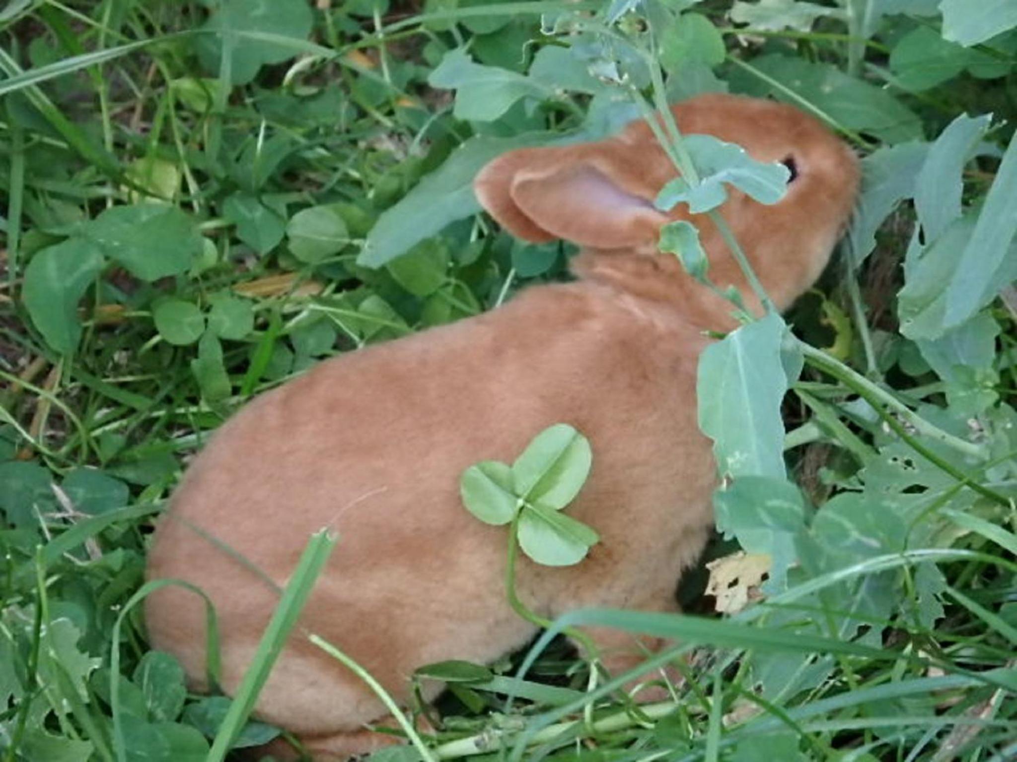 Photo 28