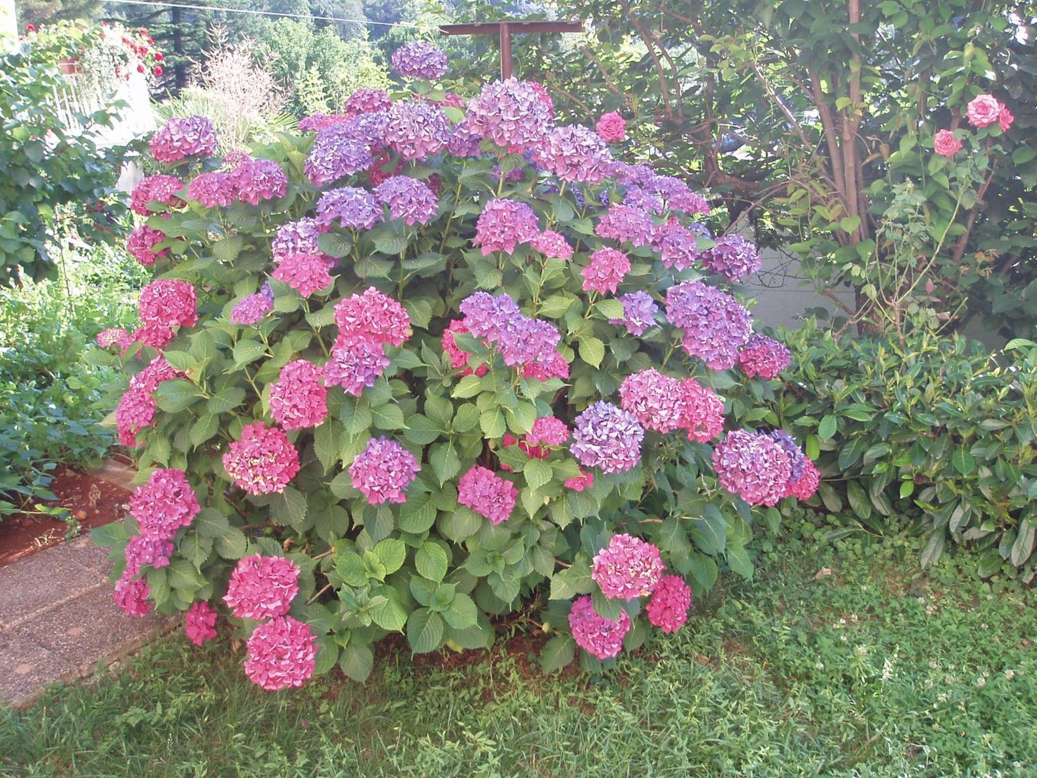 Photo 32