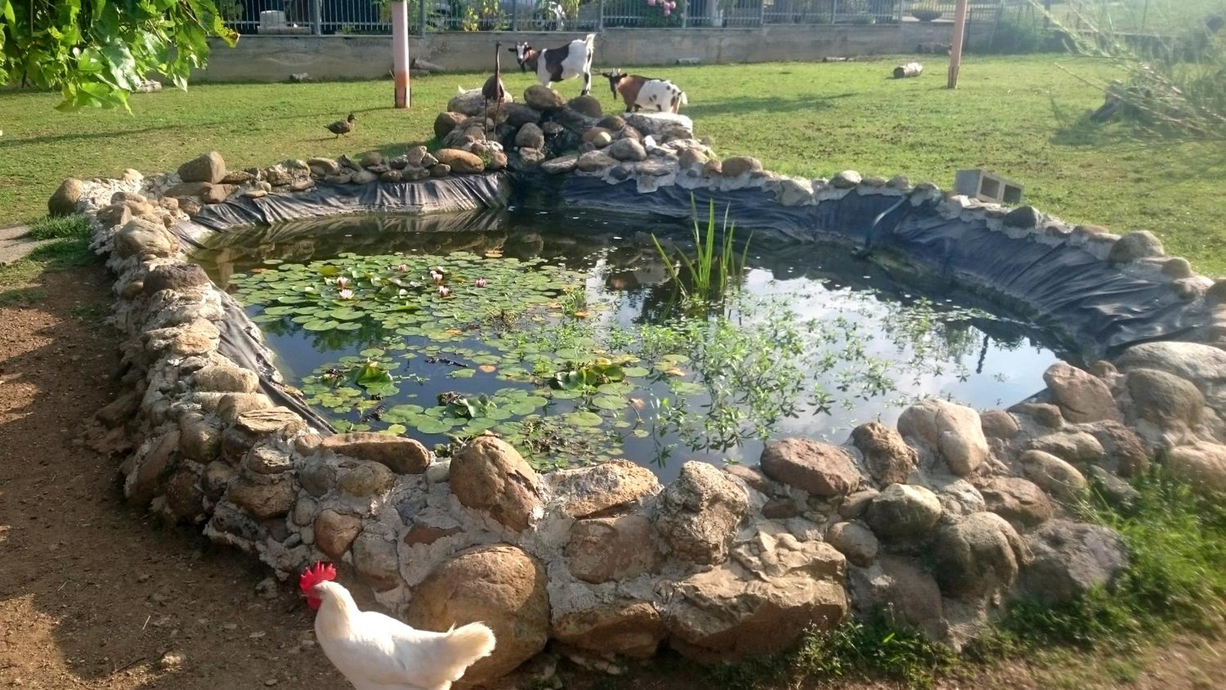 Ciliegissima, photo 39