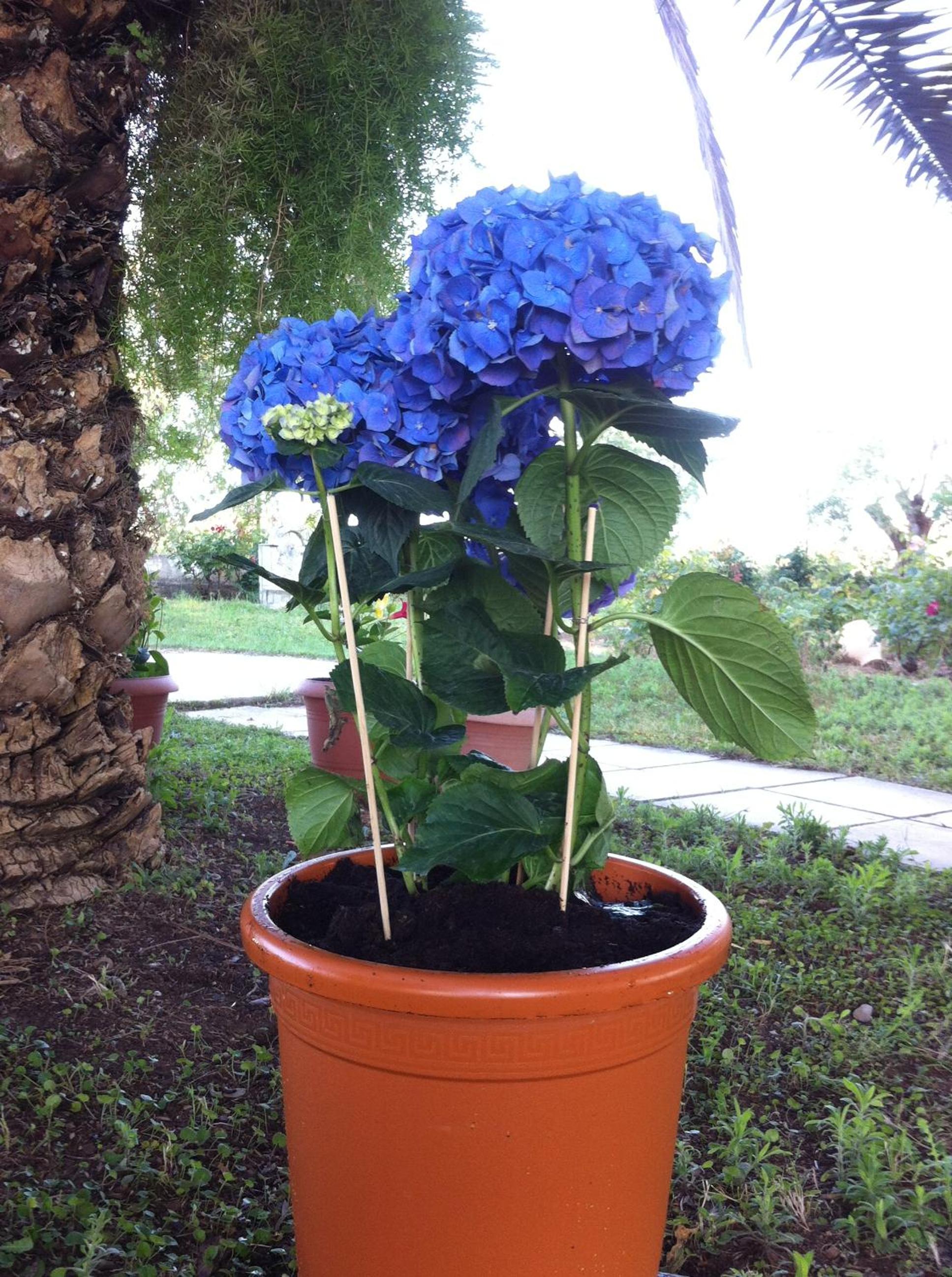 Photo 43