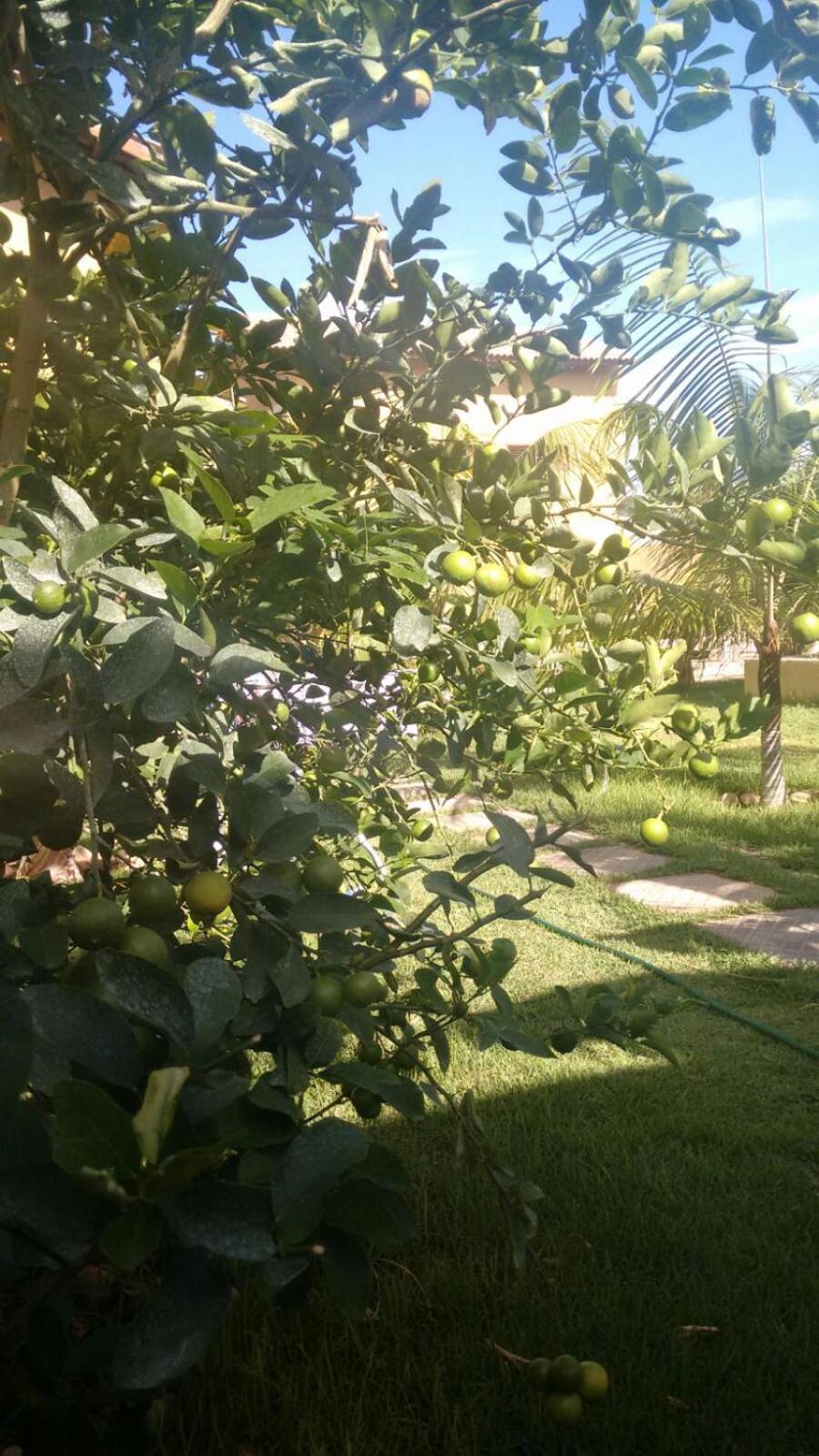 Pecem suites