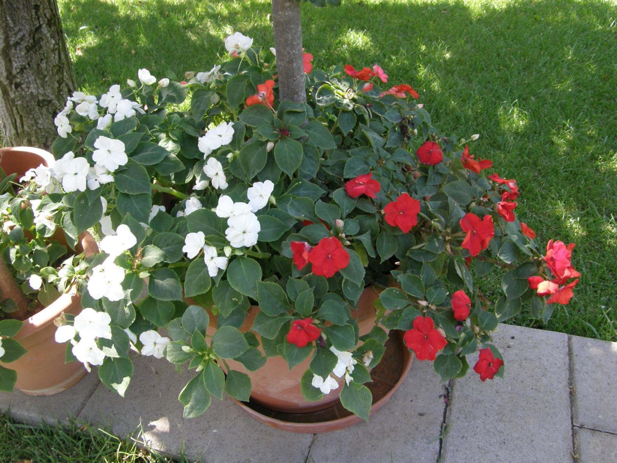 Photo 41