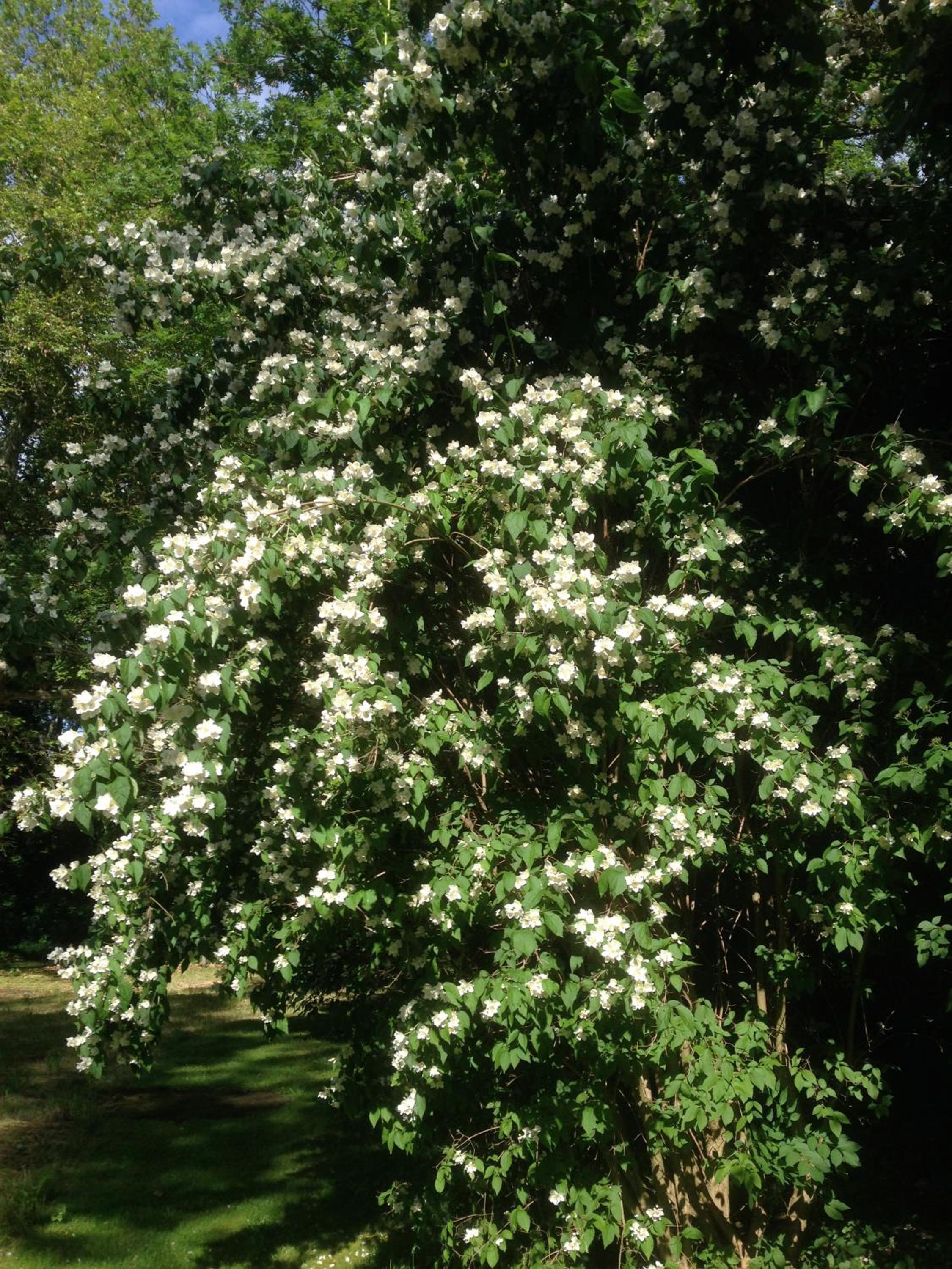Photo 7