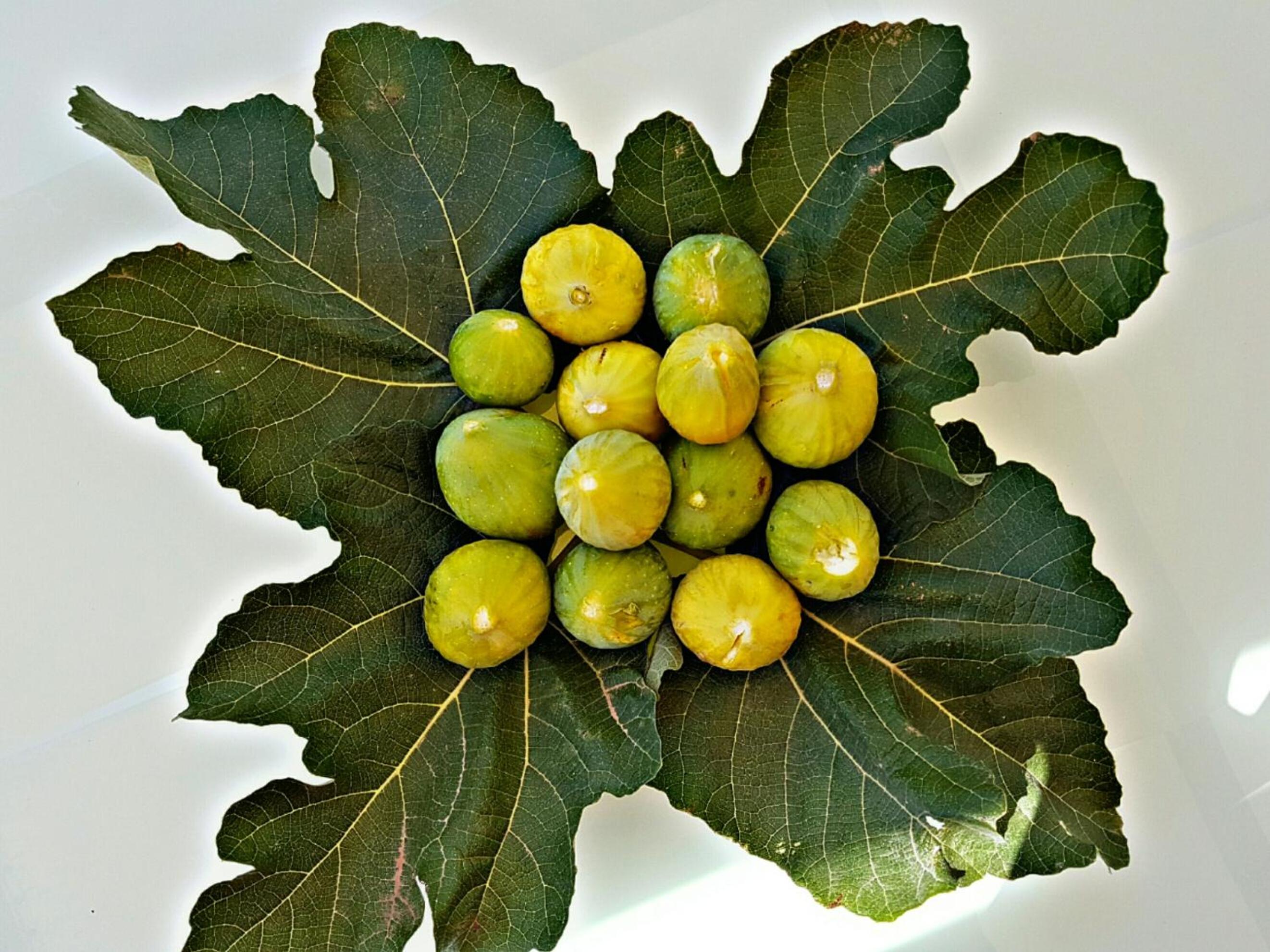 Tenuta Casine Vittorio