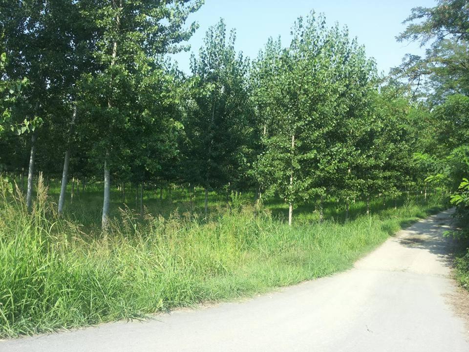 Photo 46
