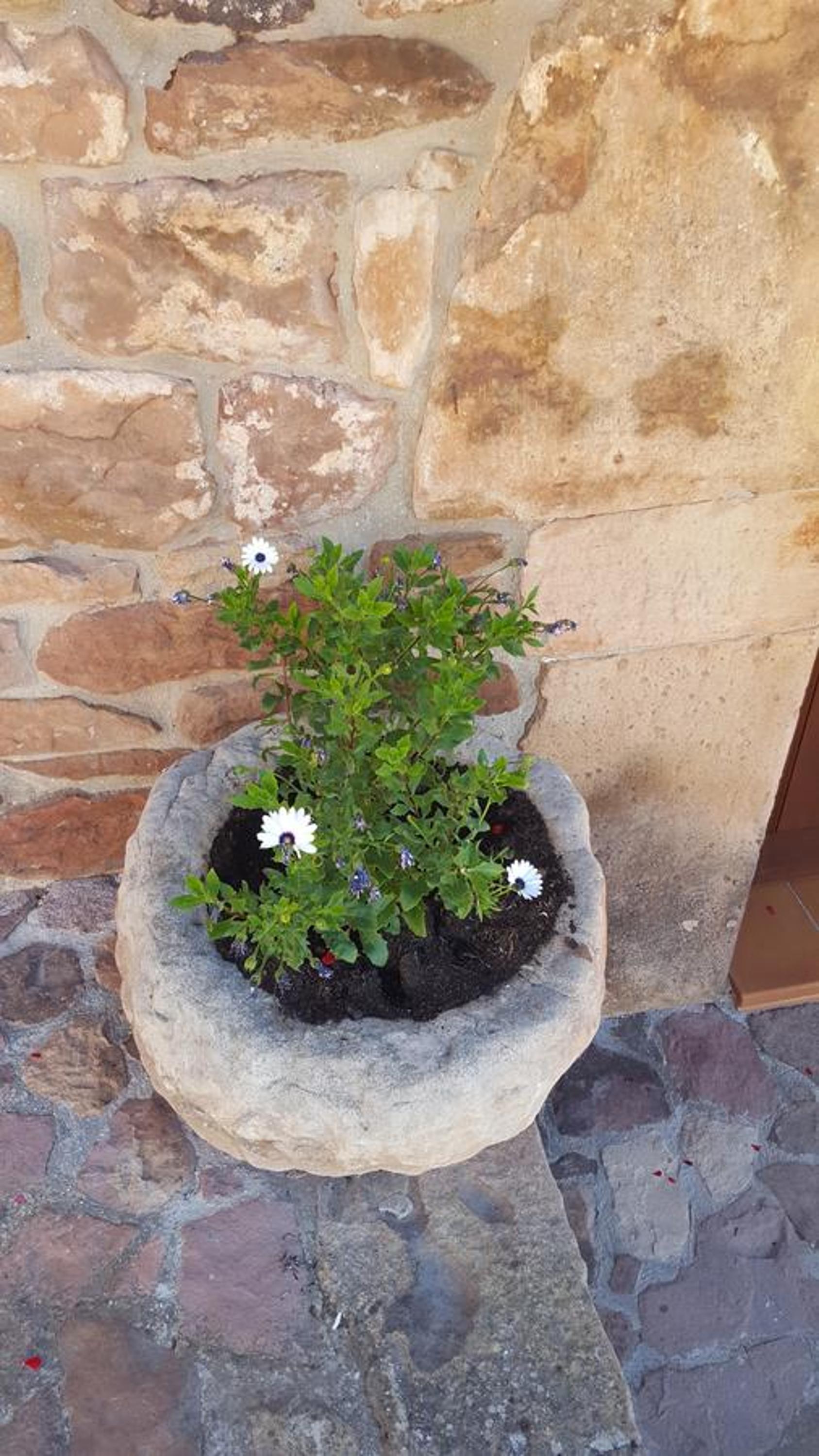 Casa Rural Pocotrigo