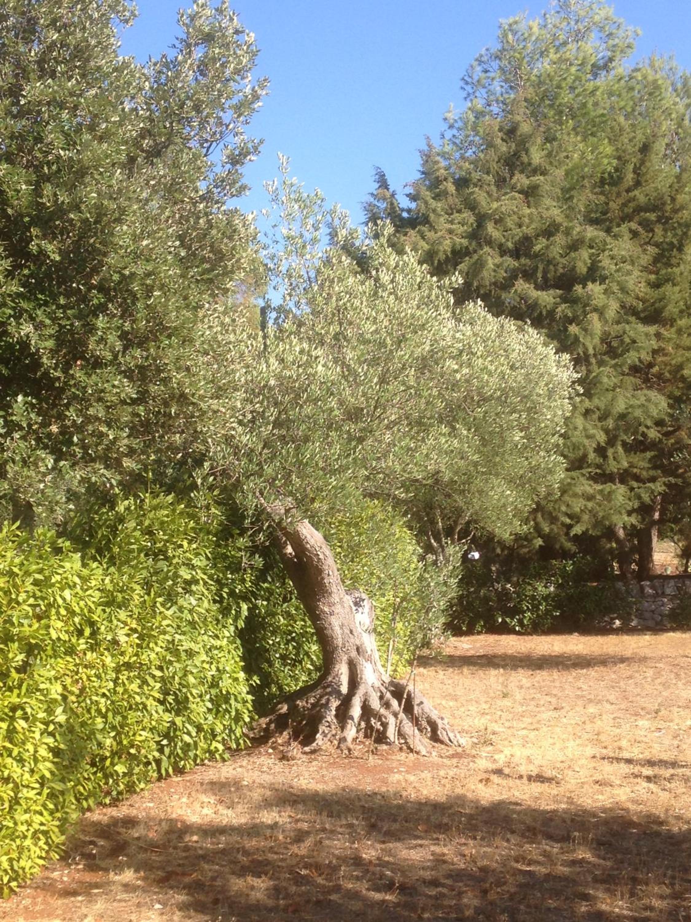 Photo 44