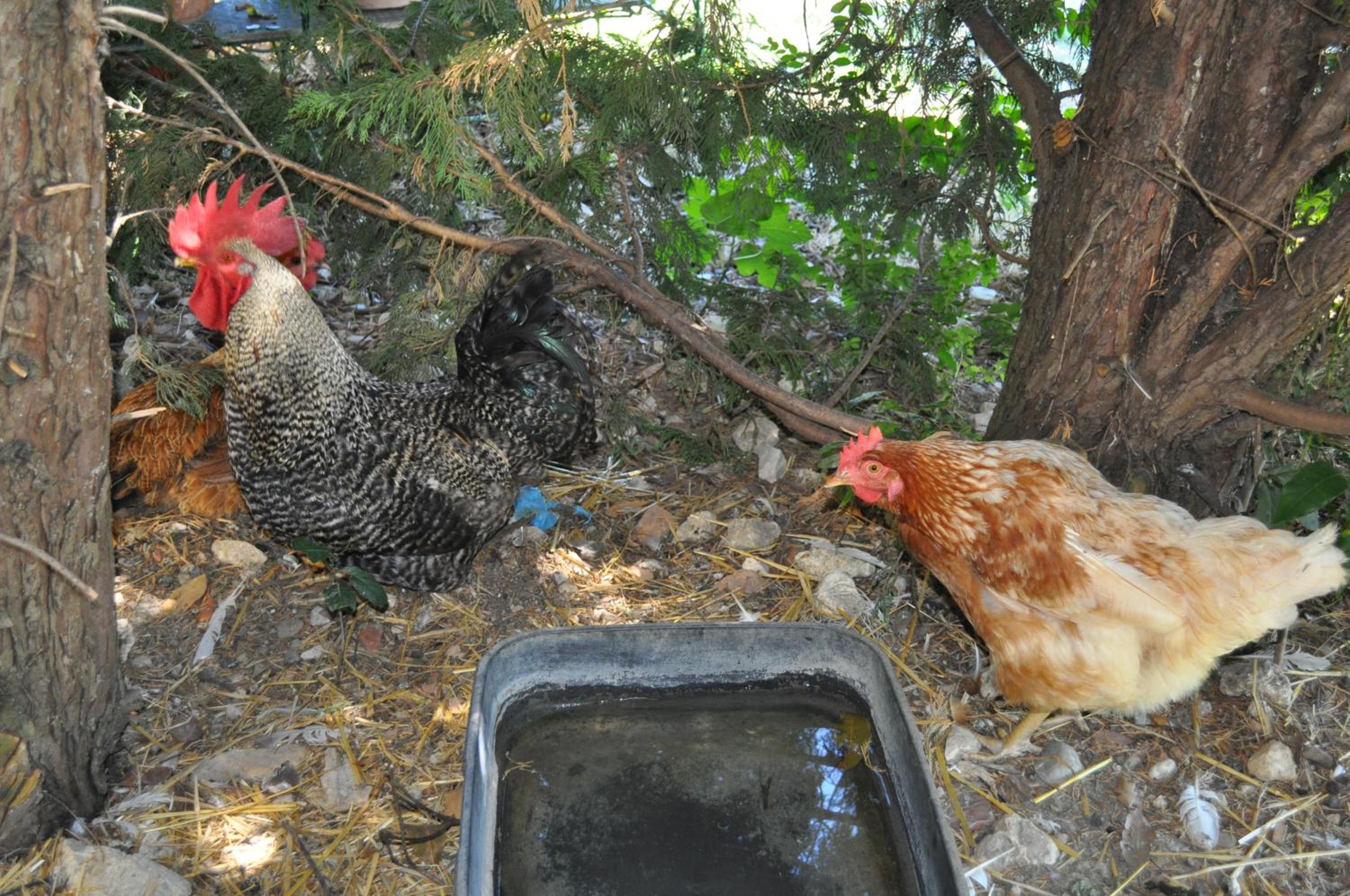 Farm stay Il Carro del Colle