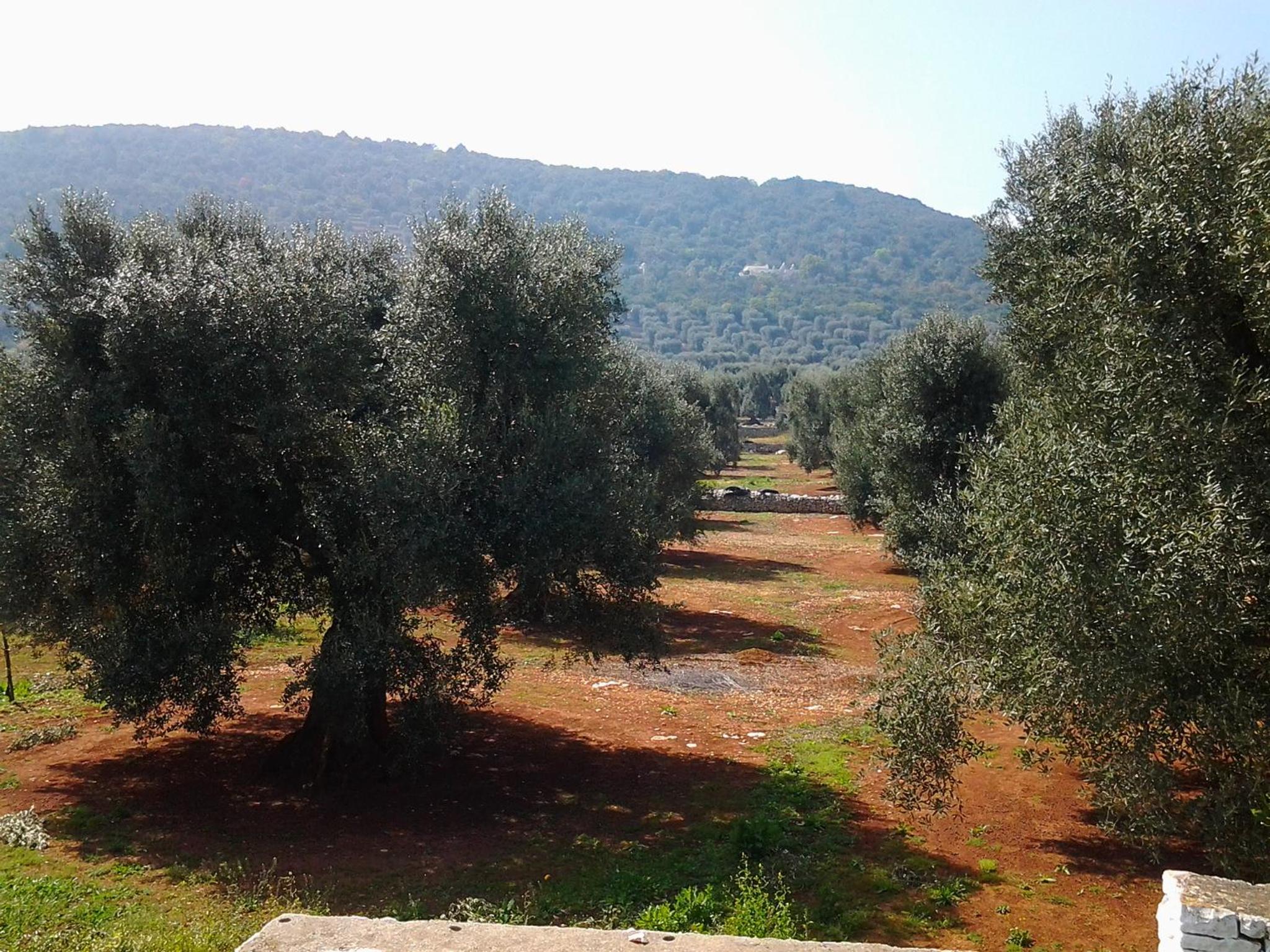 B&B La Collina Degli Ulivi