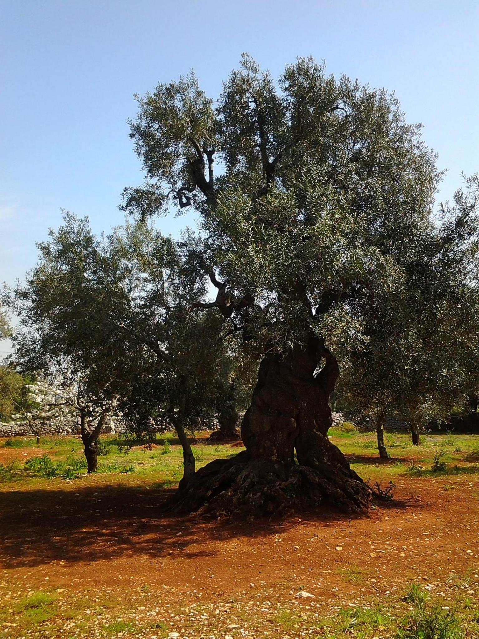 B&B La Collina Degli Ulivi