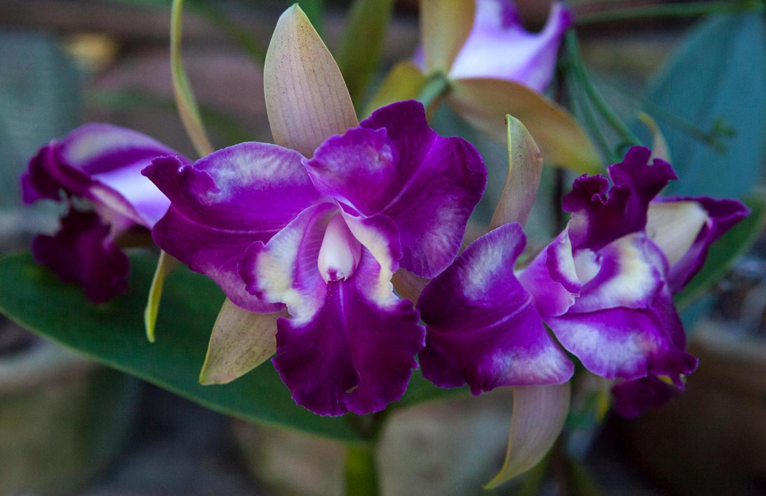 Orquídea Café