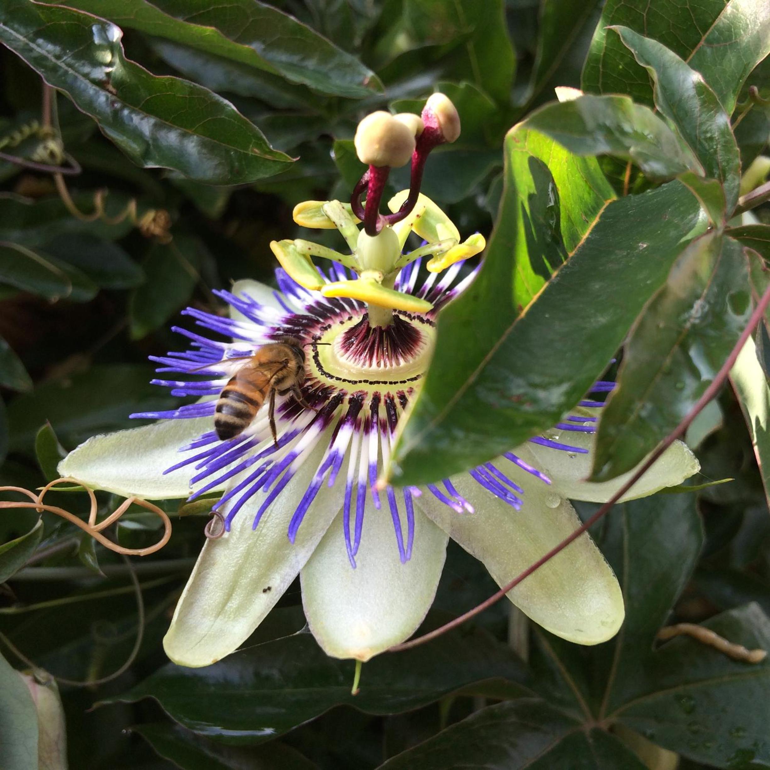 Il Giardino B&B