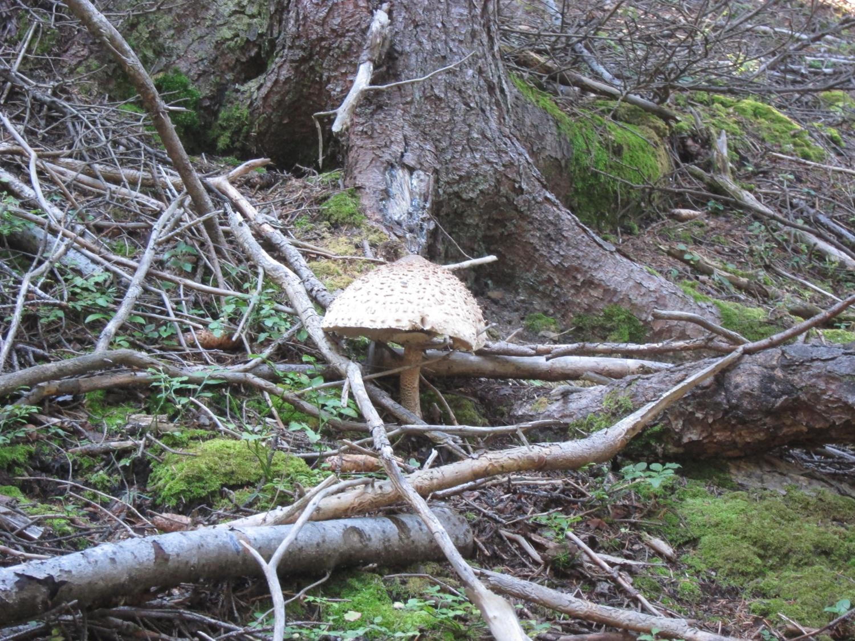 Photo 11