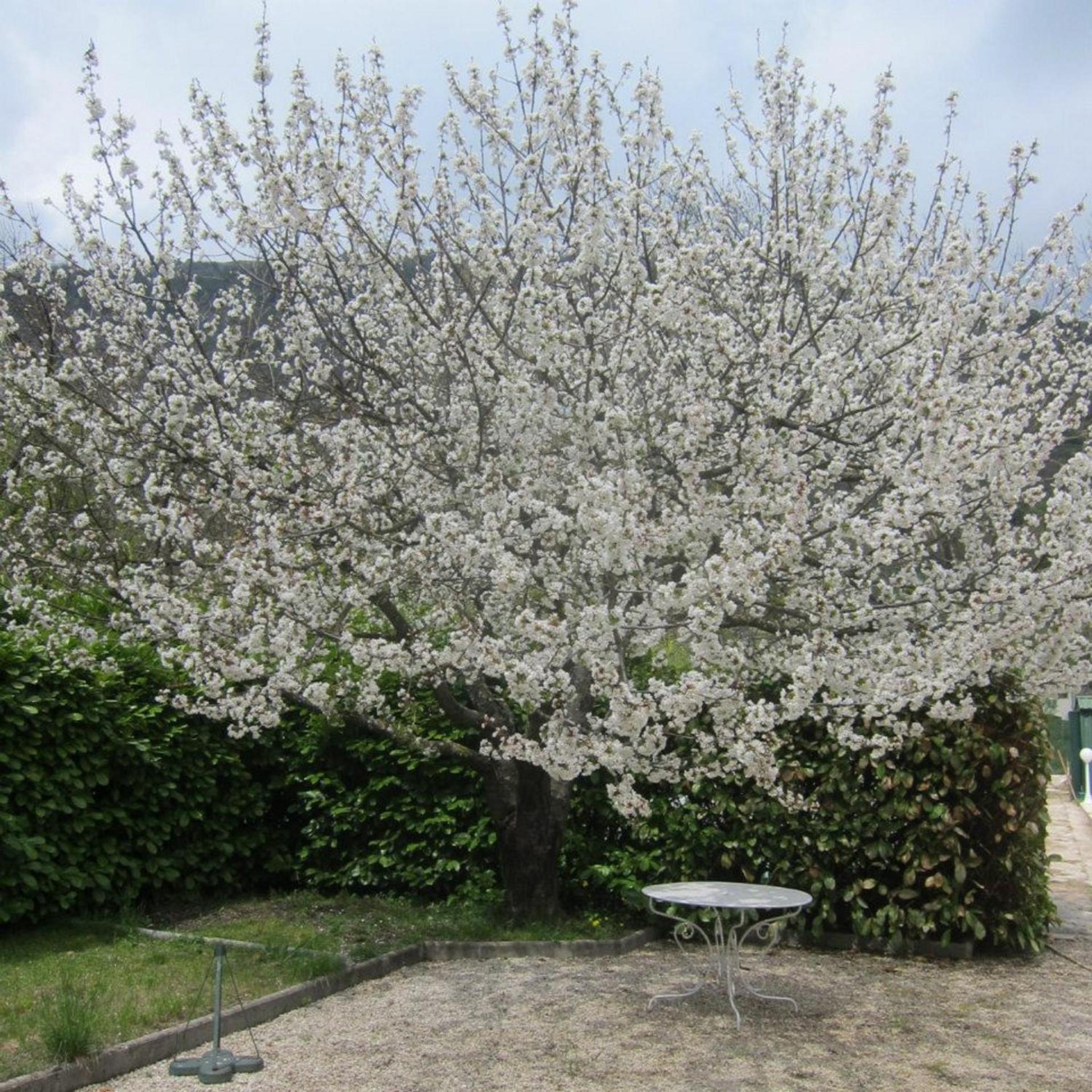 Photo 40