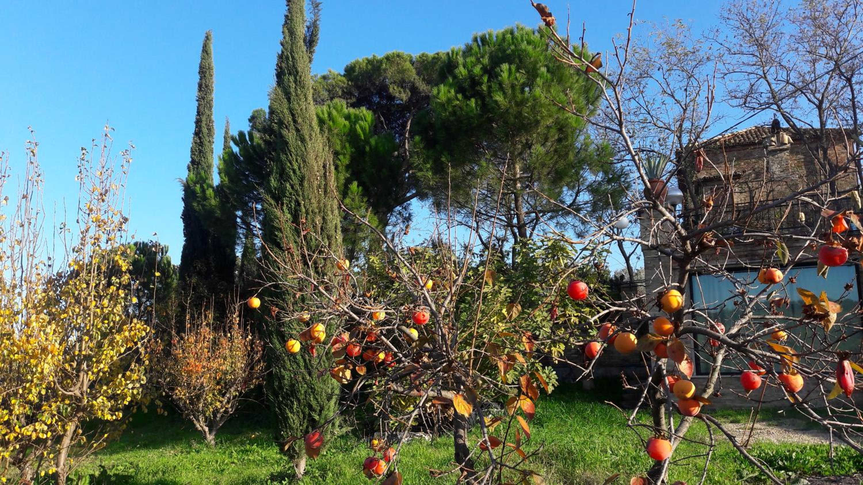 La Limonaia view 5