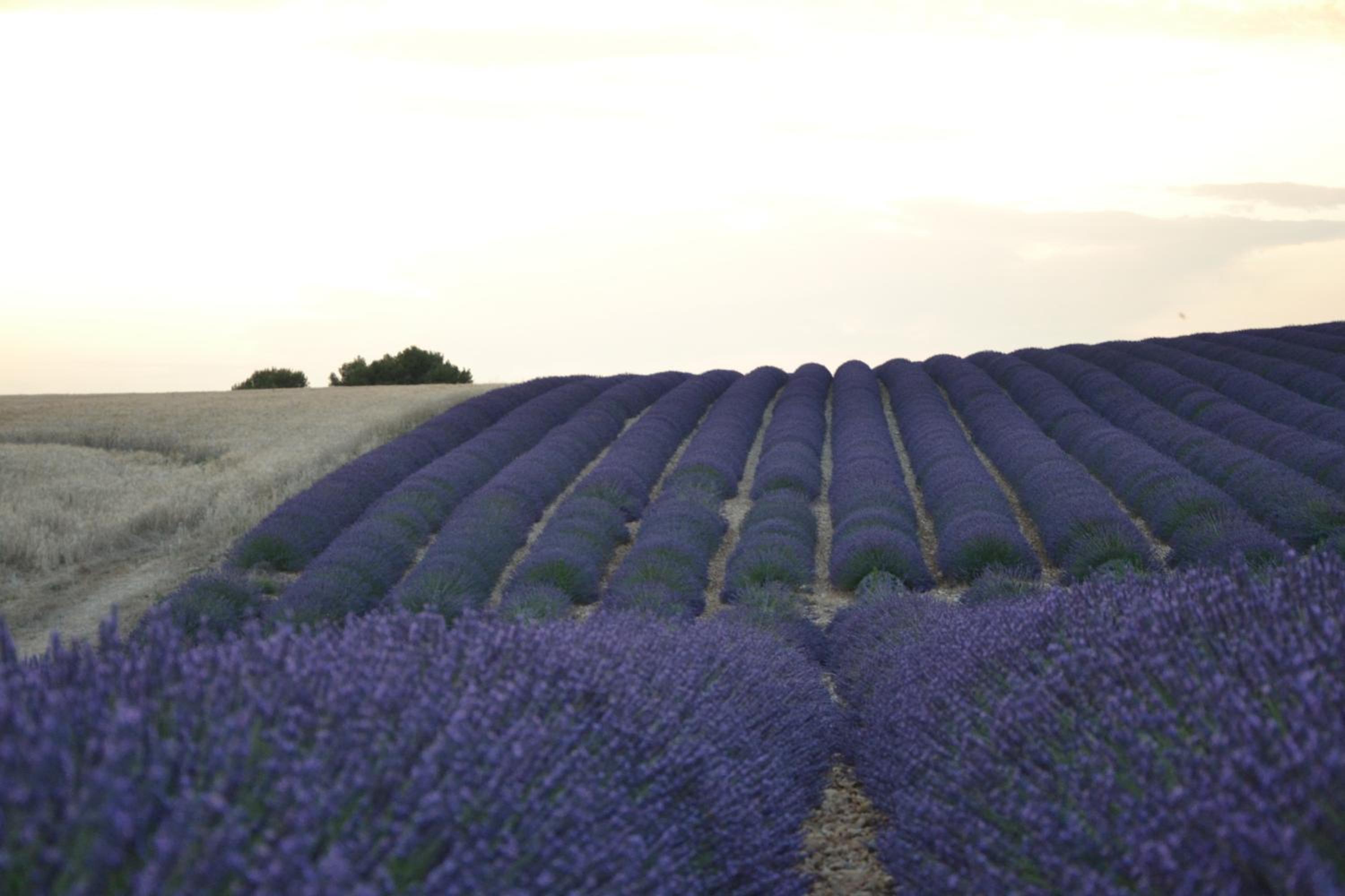 Les Terrasses de Valensole