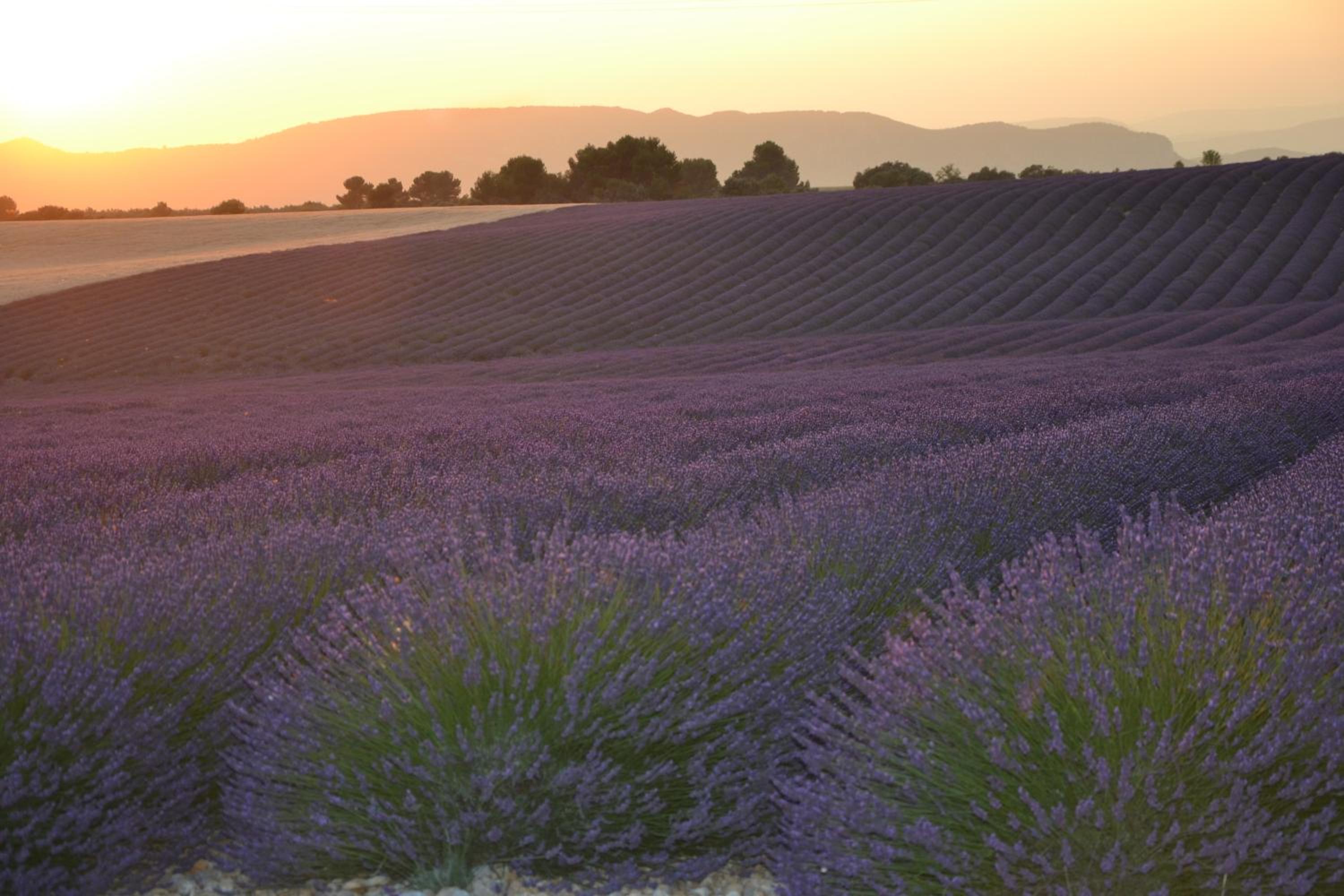 Les Terrasses de Valensole