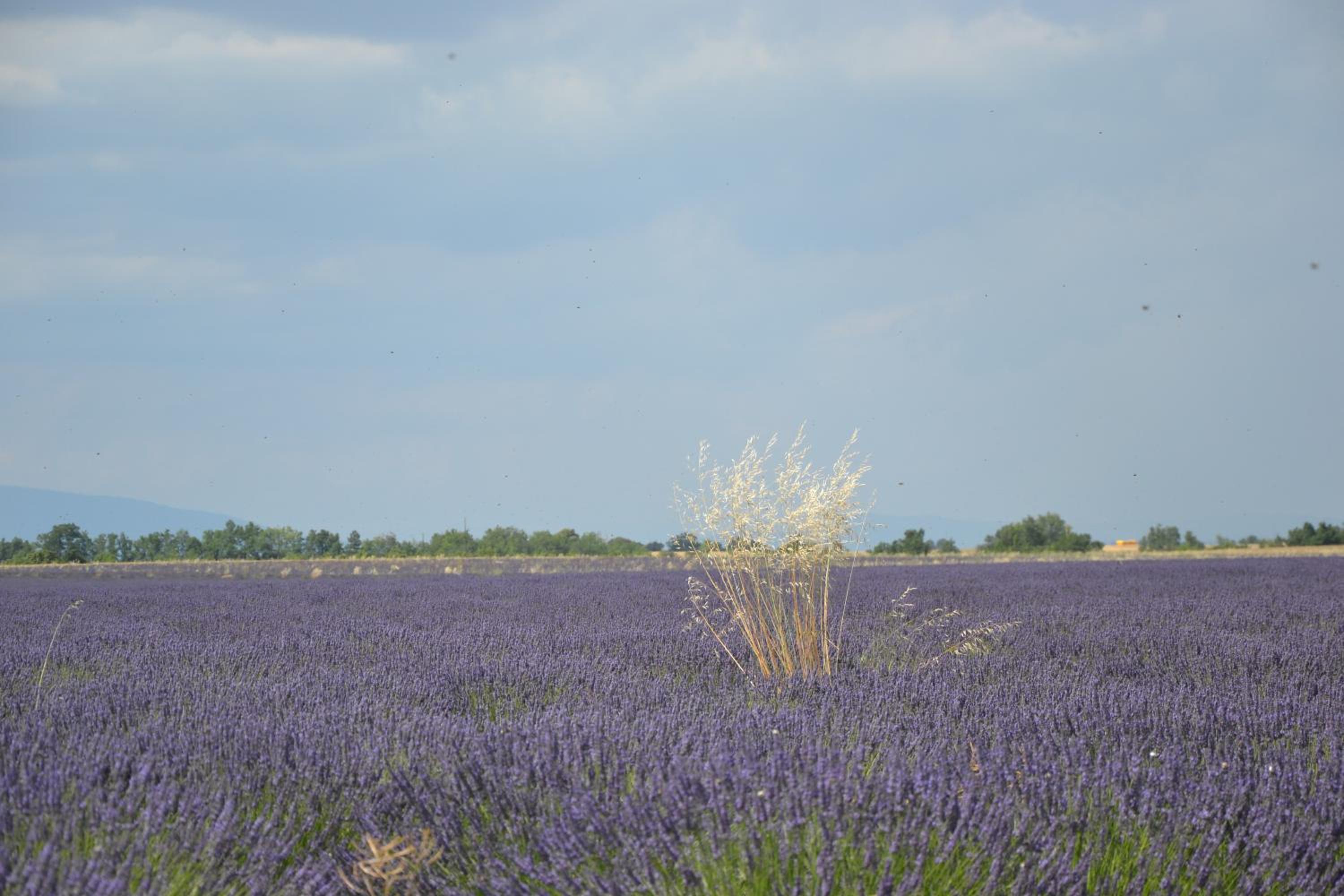 Les Terrasses de Valensole