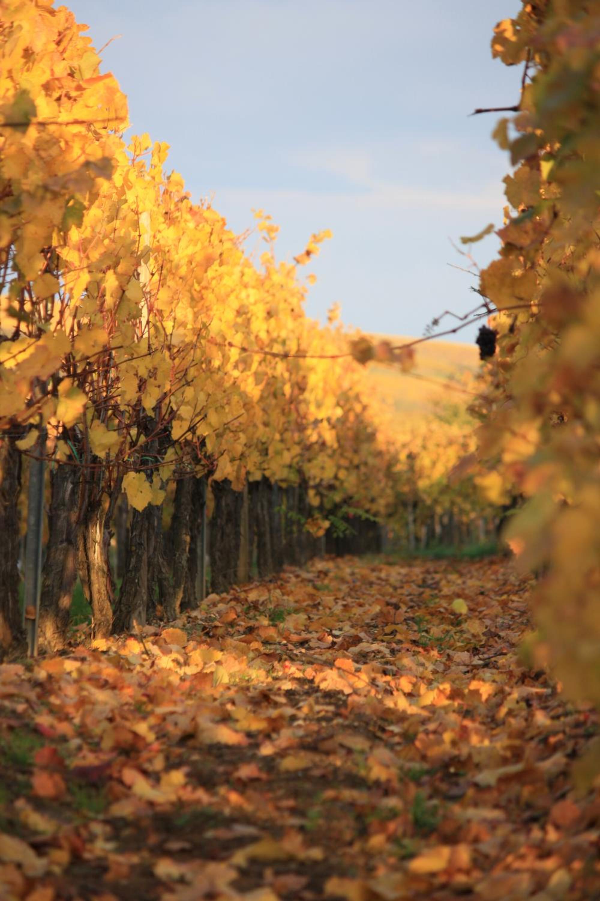 Gites des Dix Vins view 4