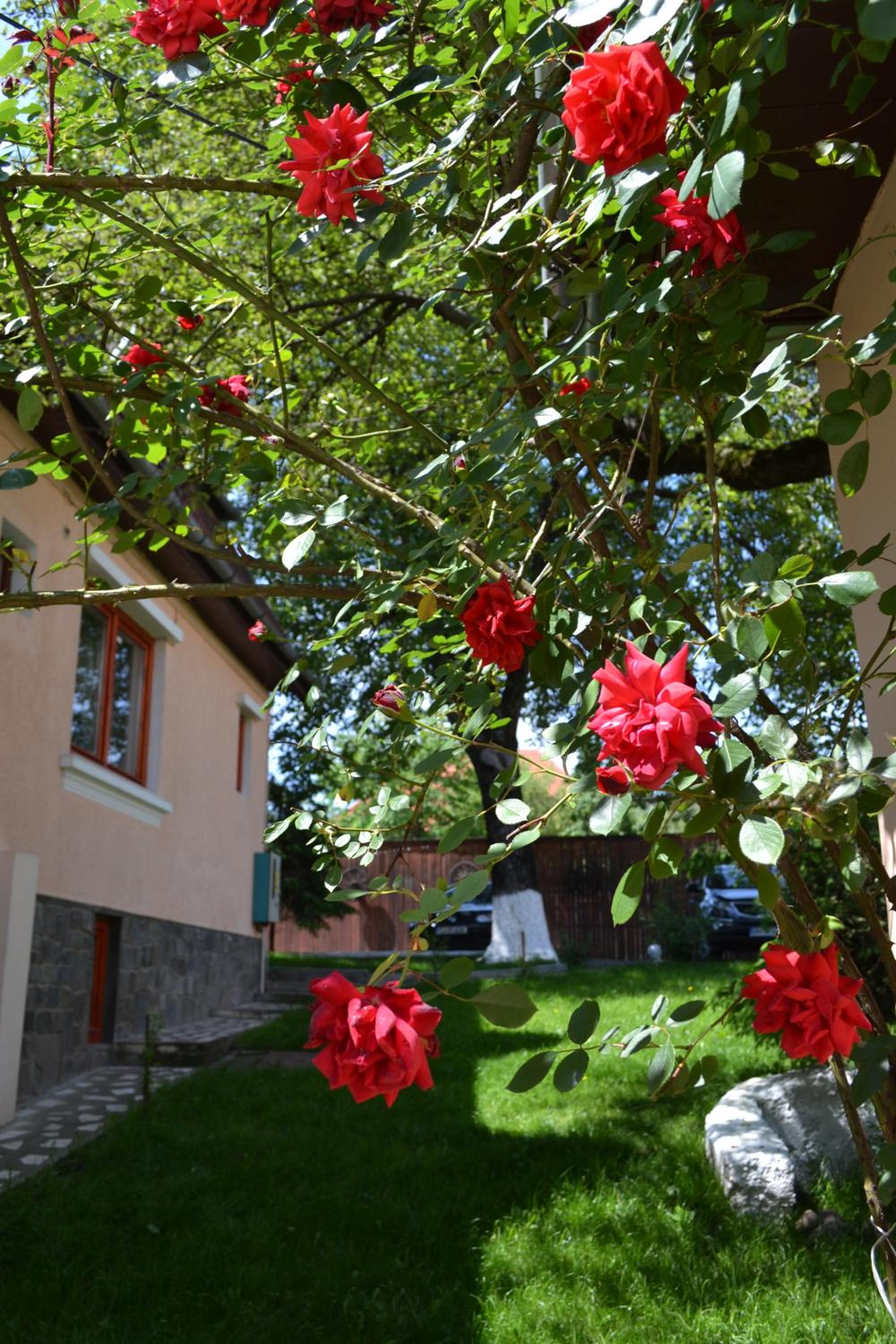 Photo 40