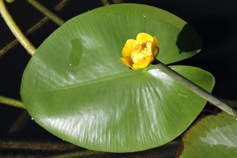 Photo 29