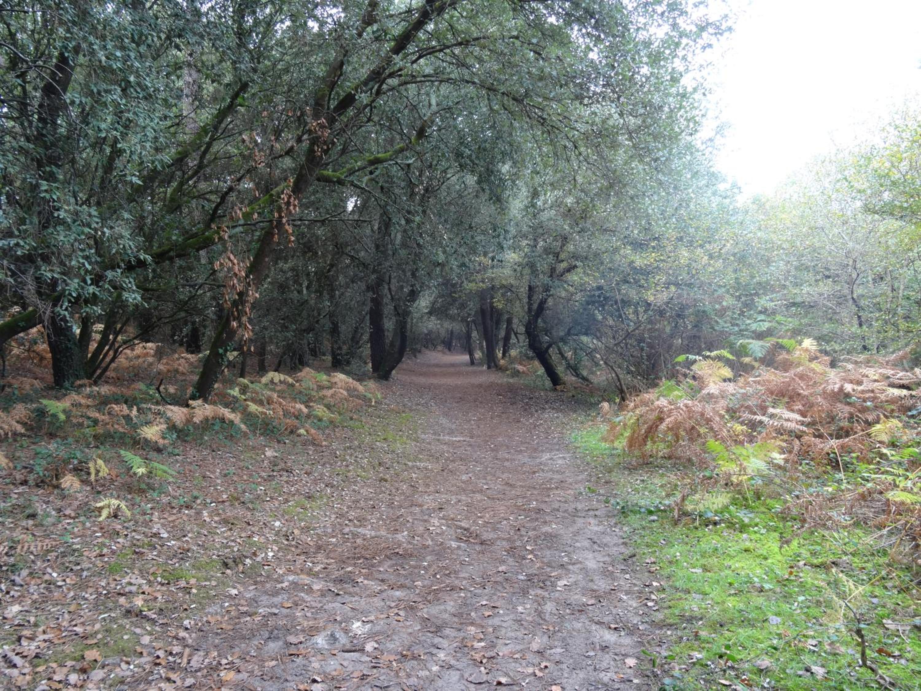 Photo 41