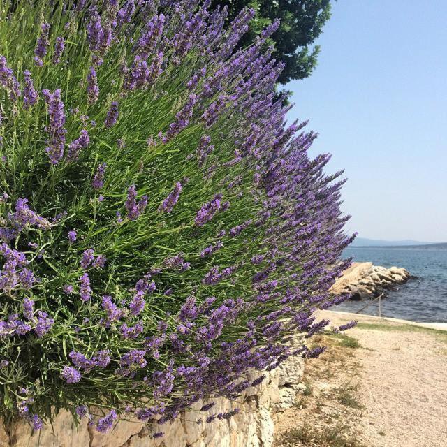 Apartman Mare view 3