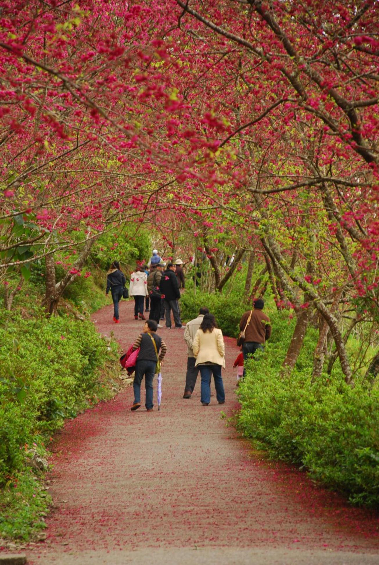 Qingshan Homestay