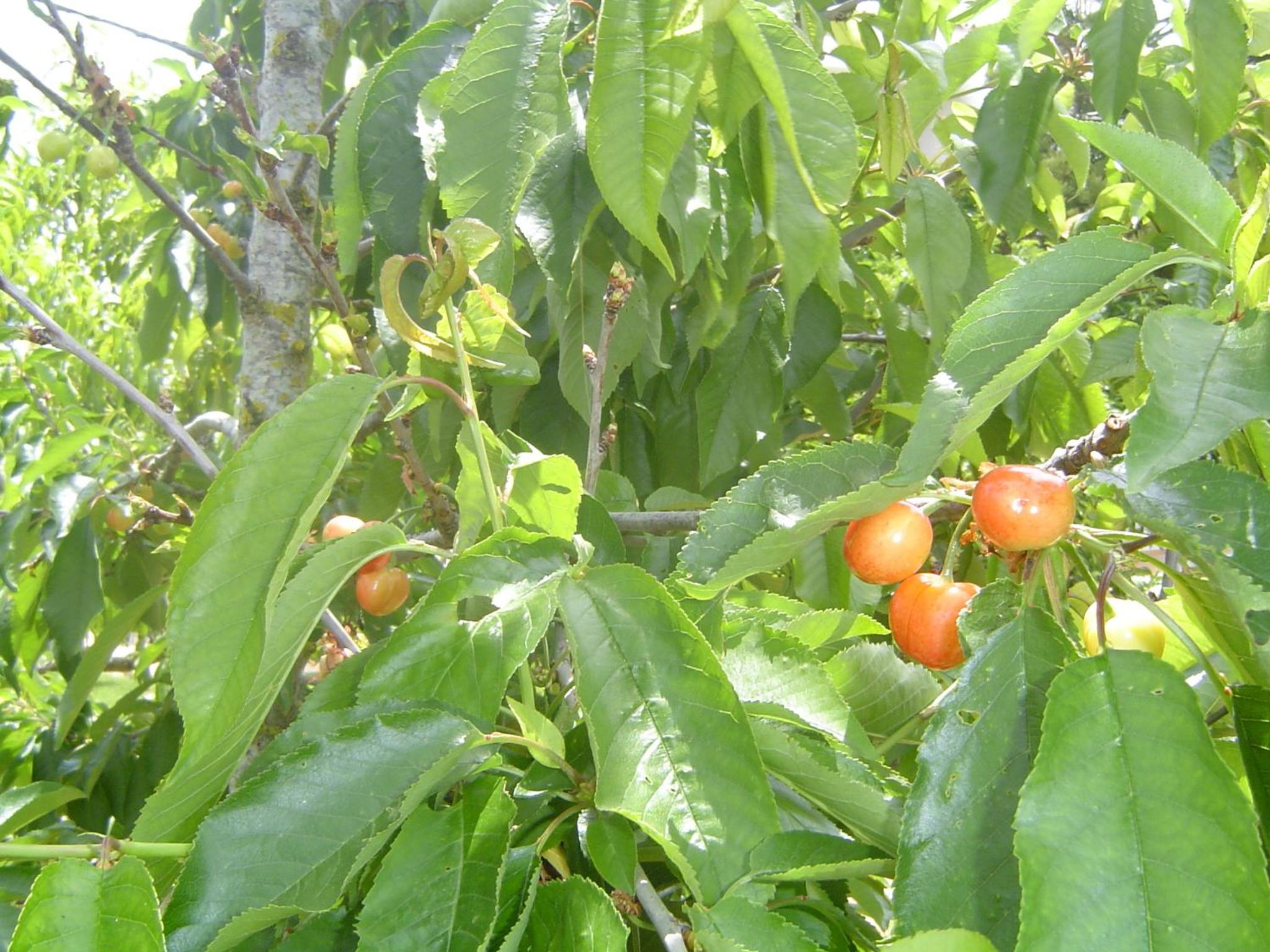 Photo 44