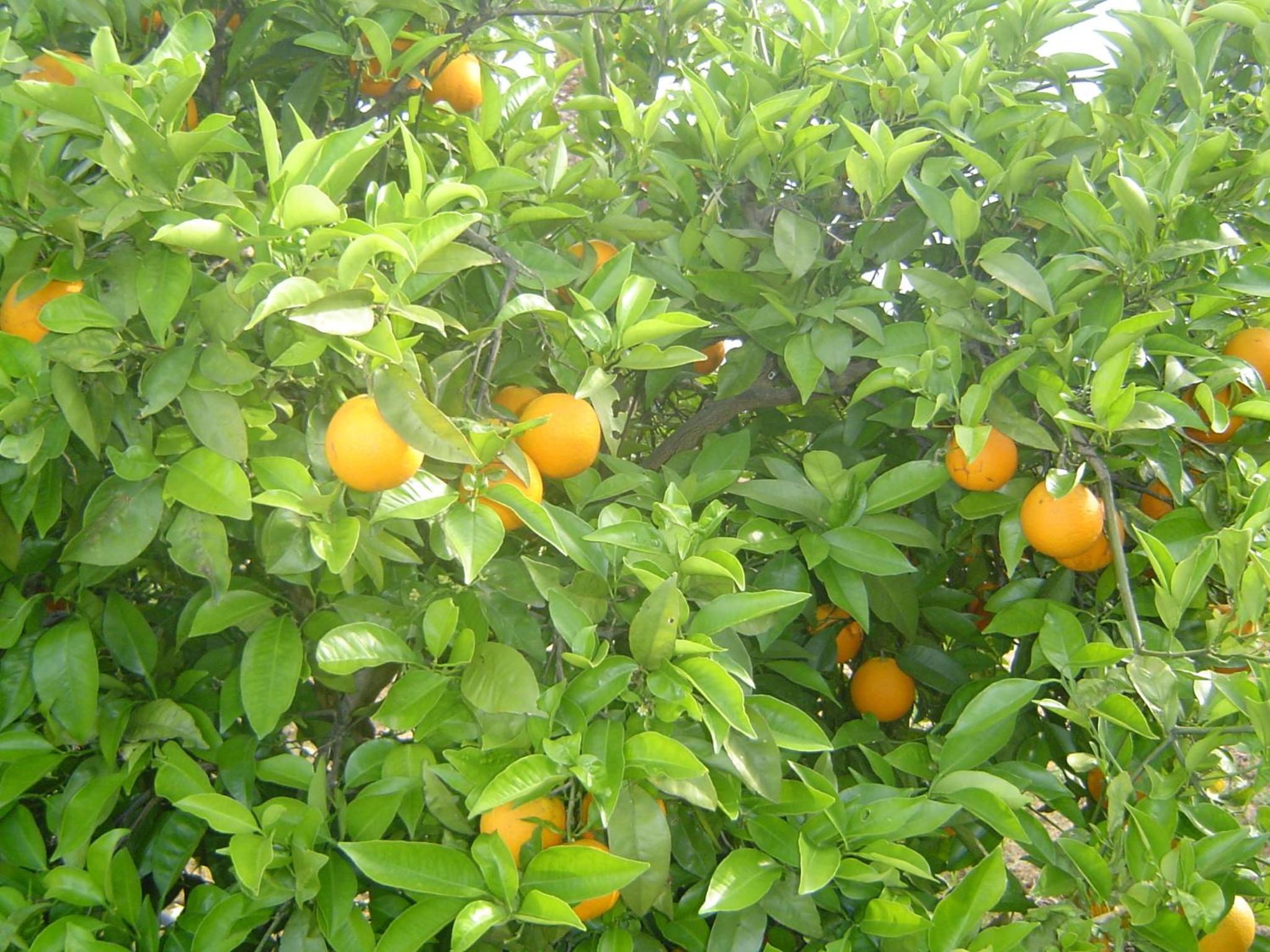 Photo 45