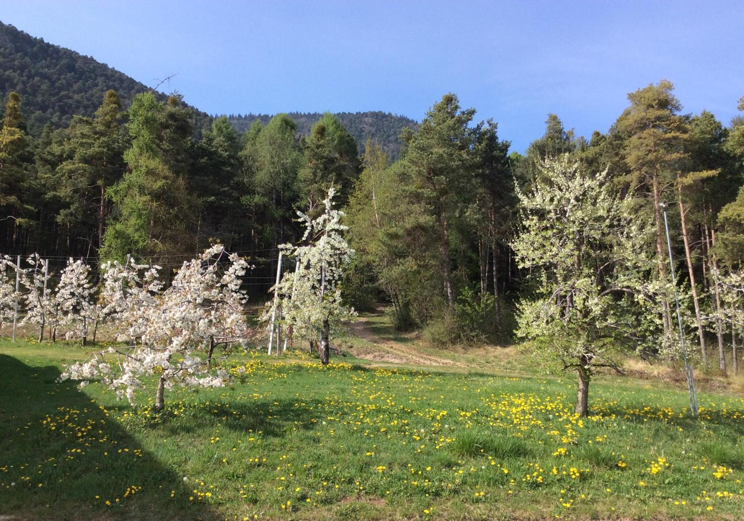 Agriturismo Maso Tafol view 2