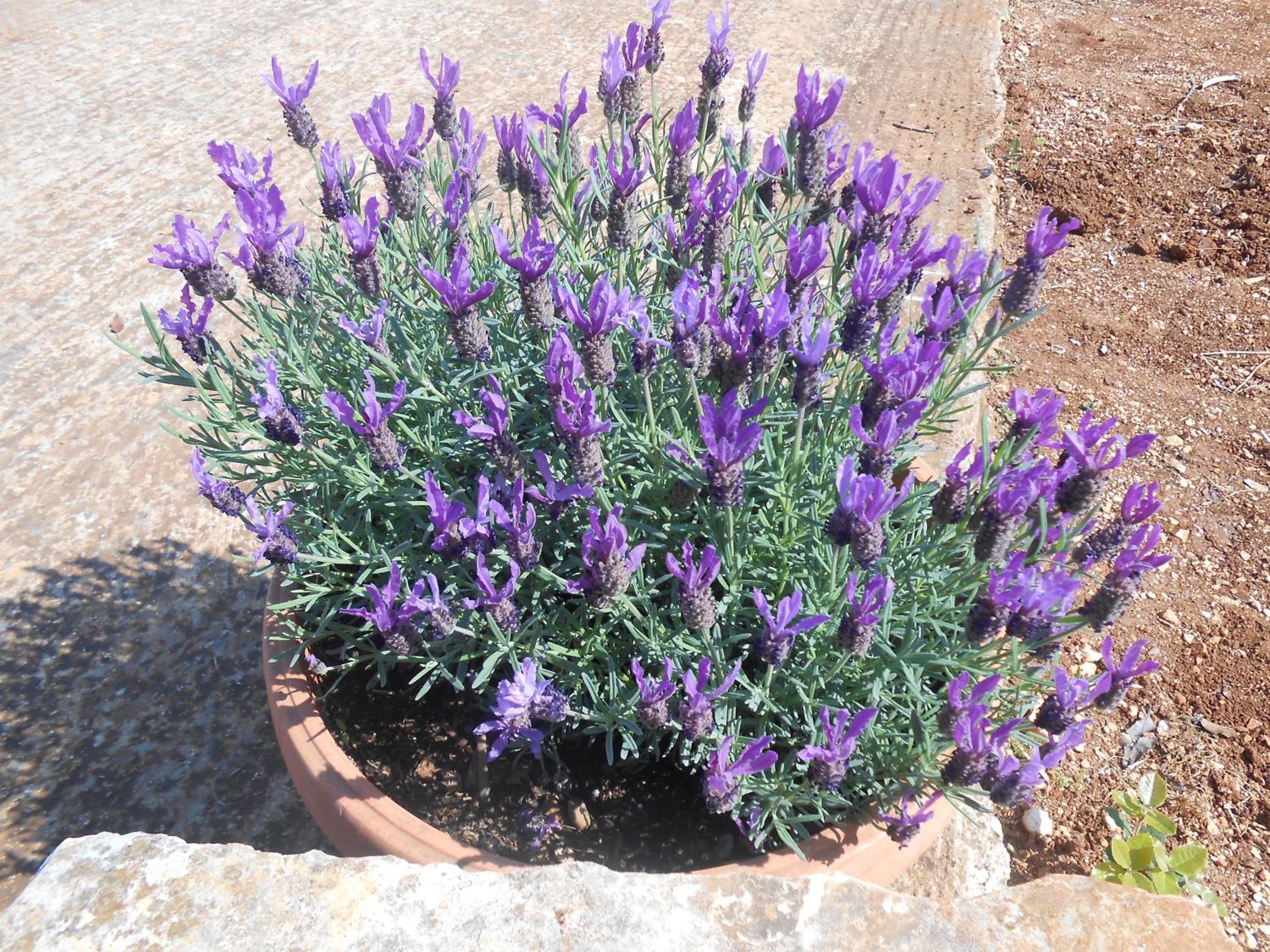 B&B La Collina Degli Ulivi