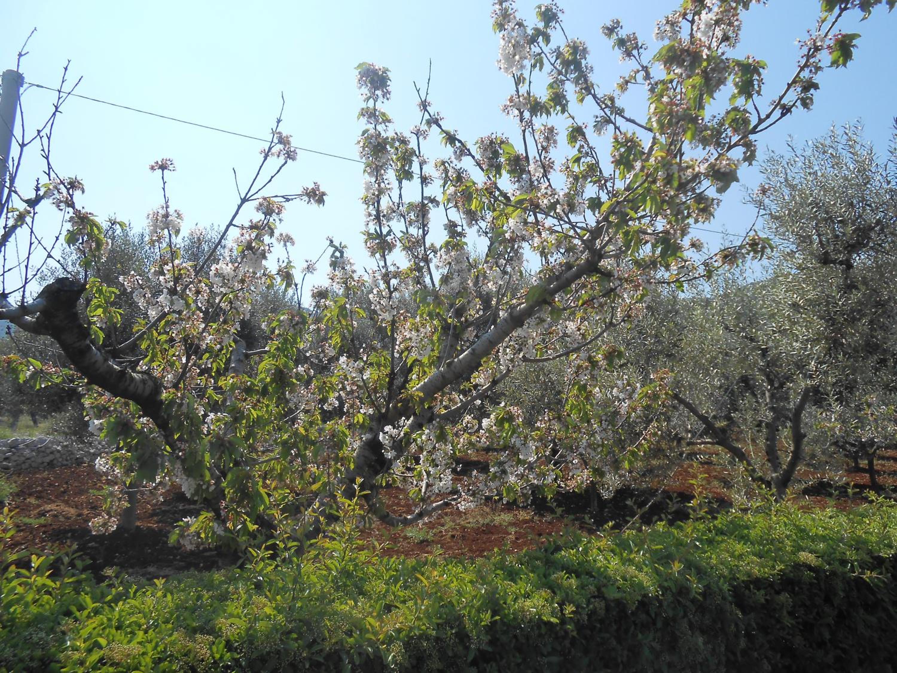 B&B La Collina Degli Ulivi