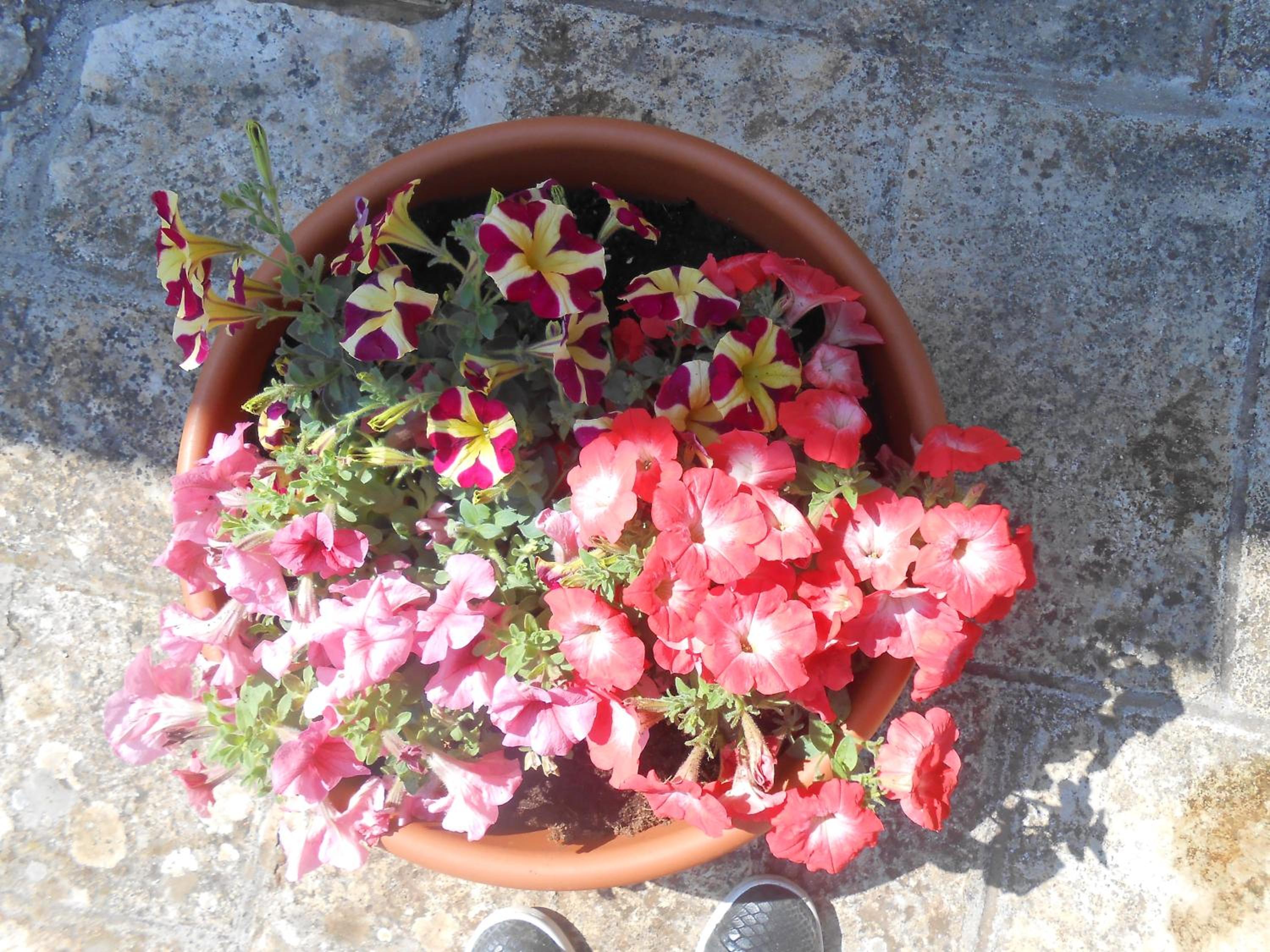 B&B La Collina Degli Ulivi