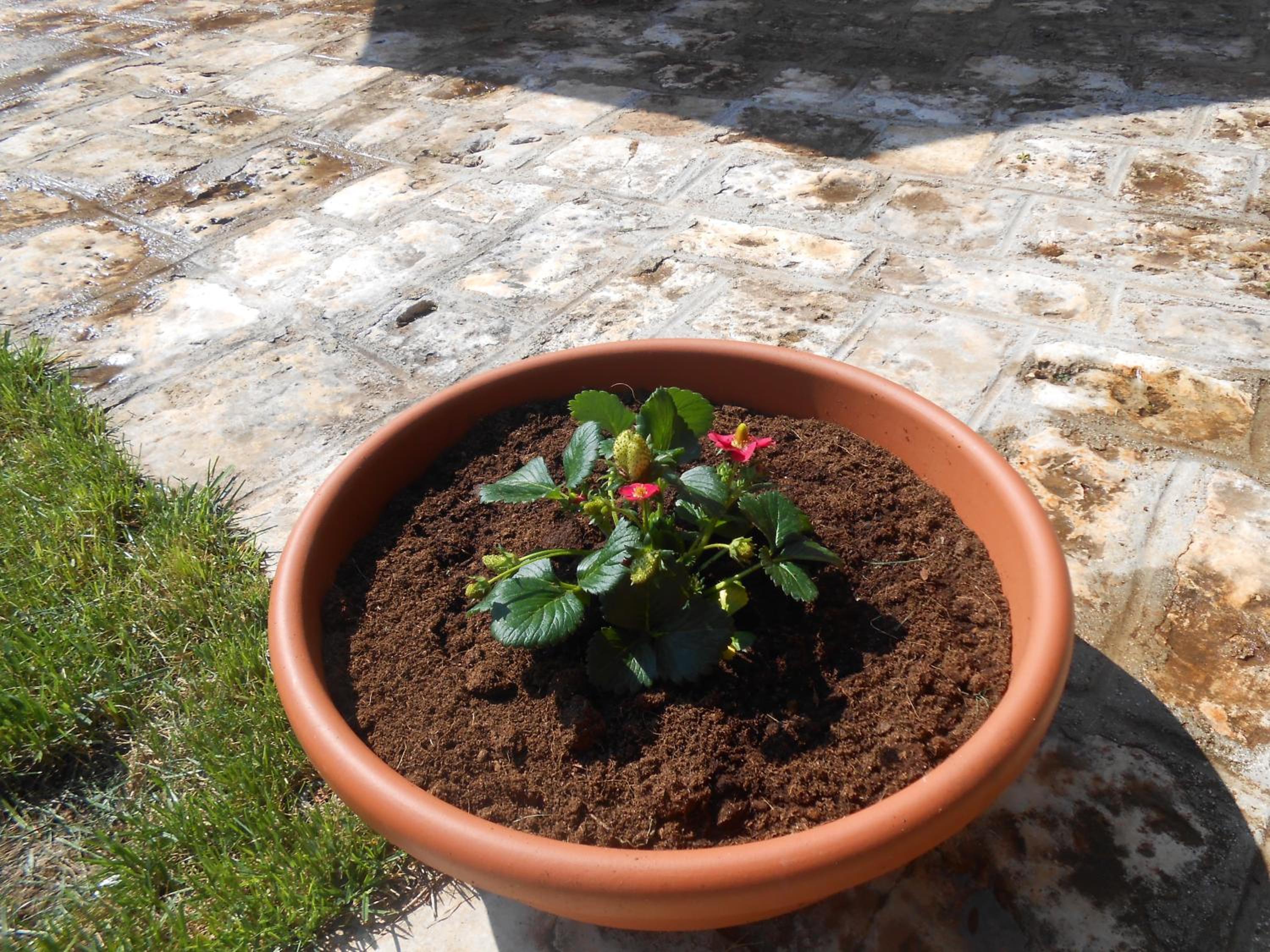 B&B La Collina Degli Ulivi