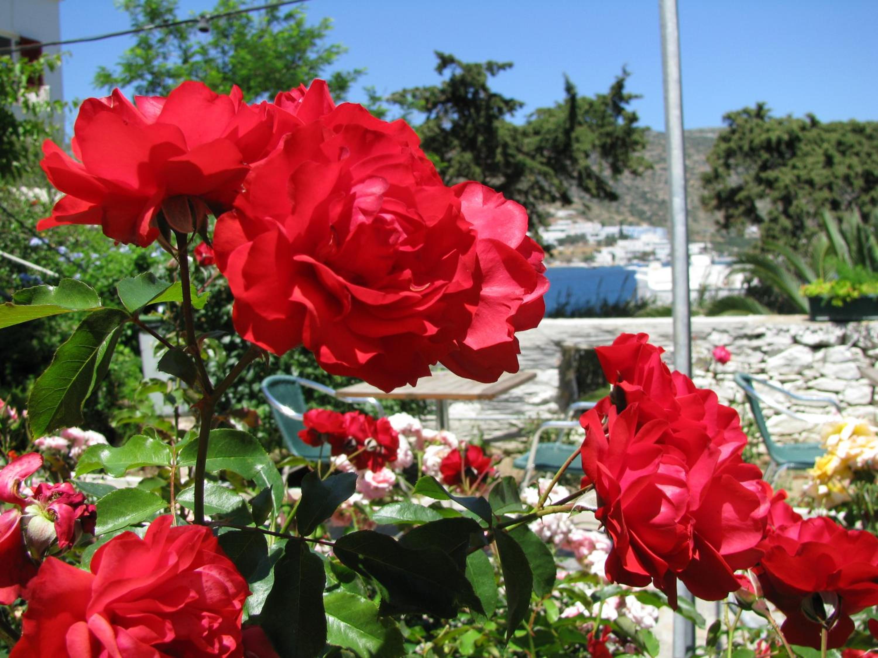 garden