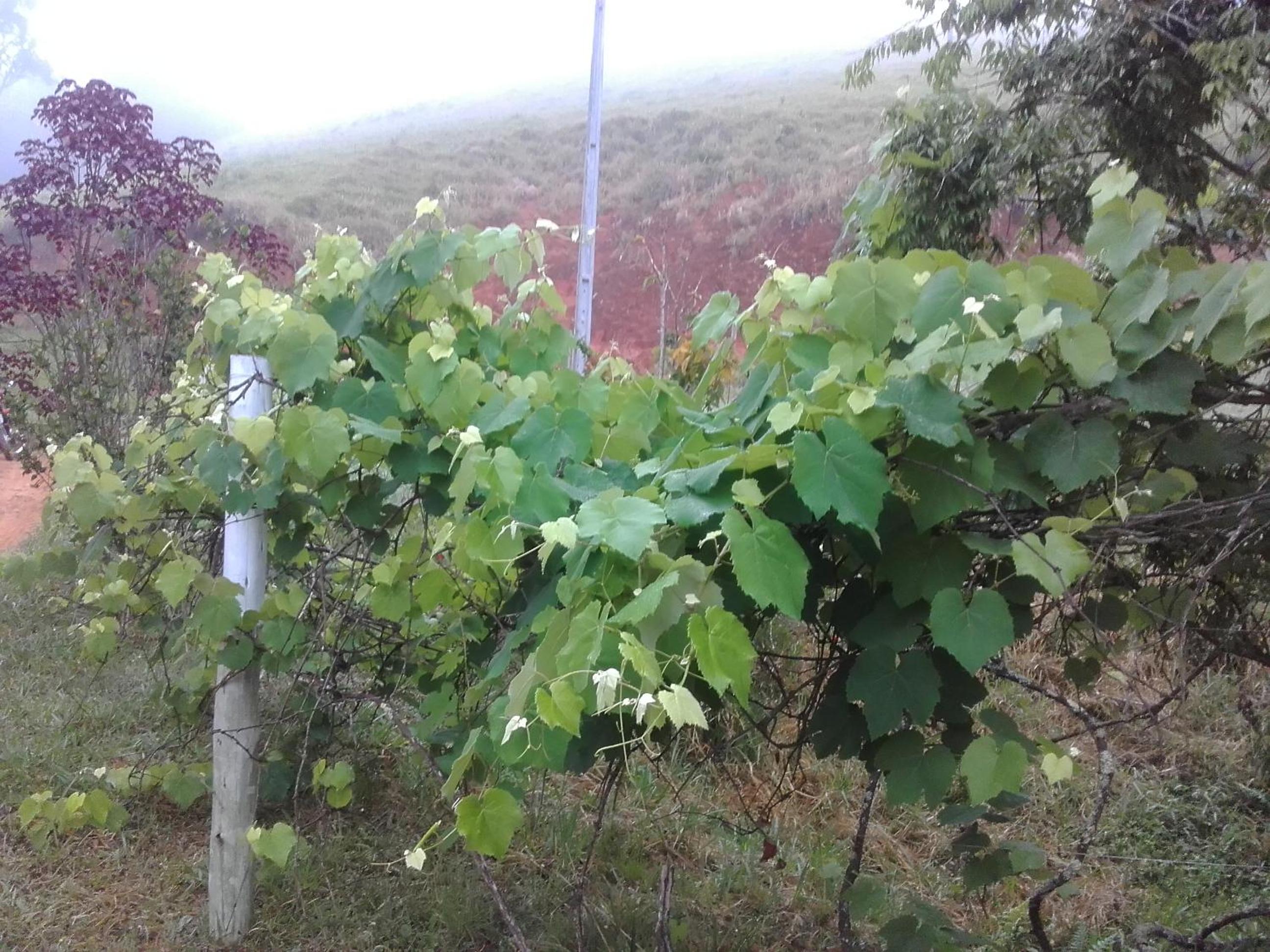 Sitio Pinhal