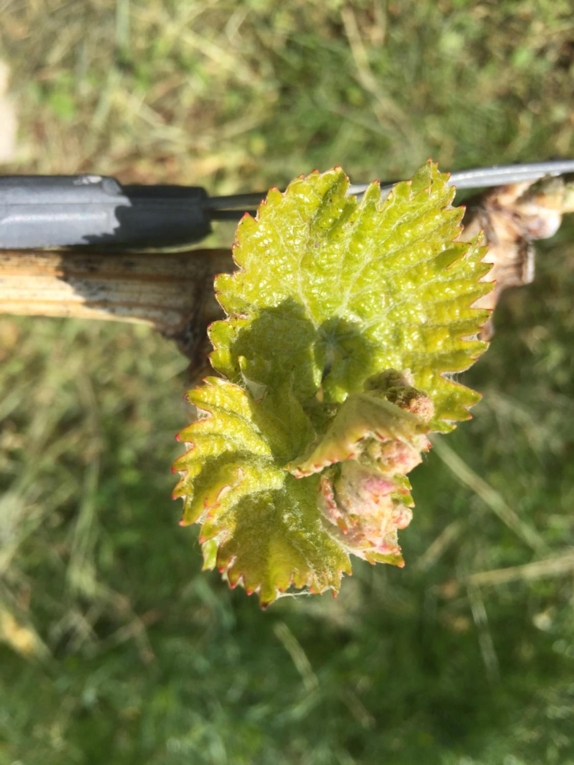 Zweytick Gästezimmer Weingut