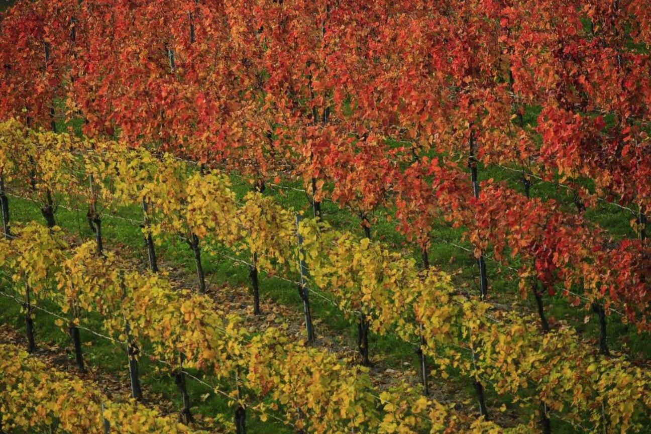 Zweytick Gästezimmer Weingut