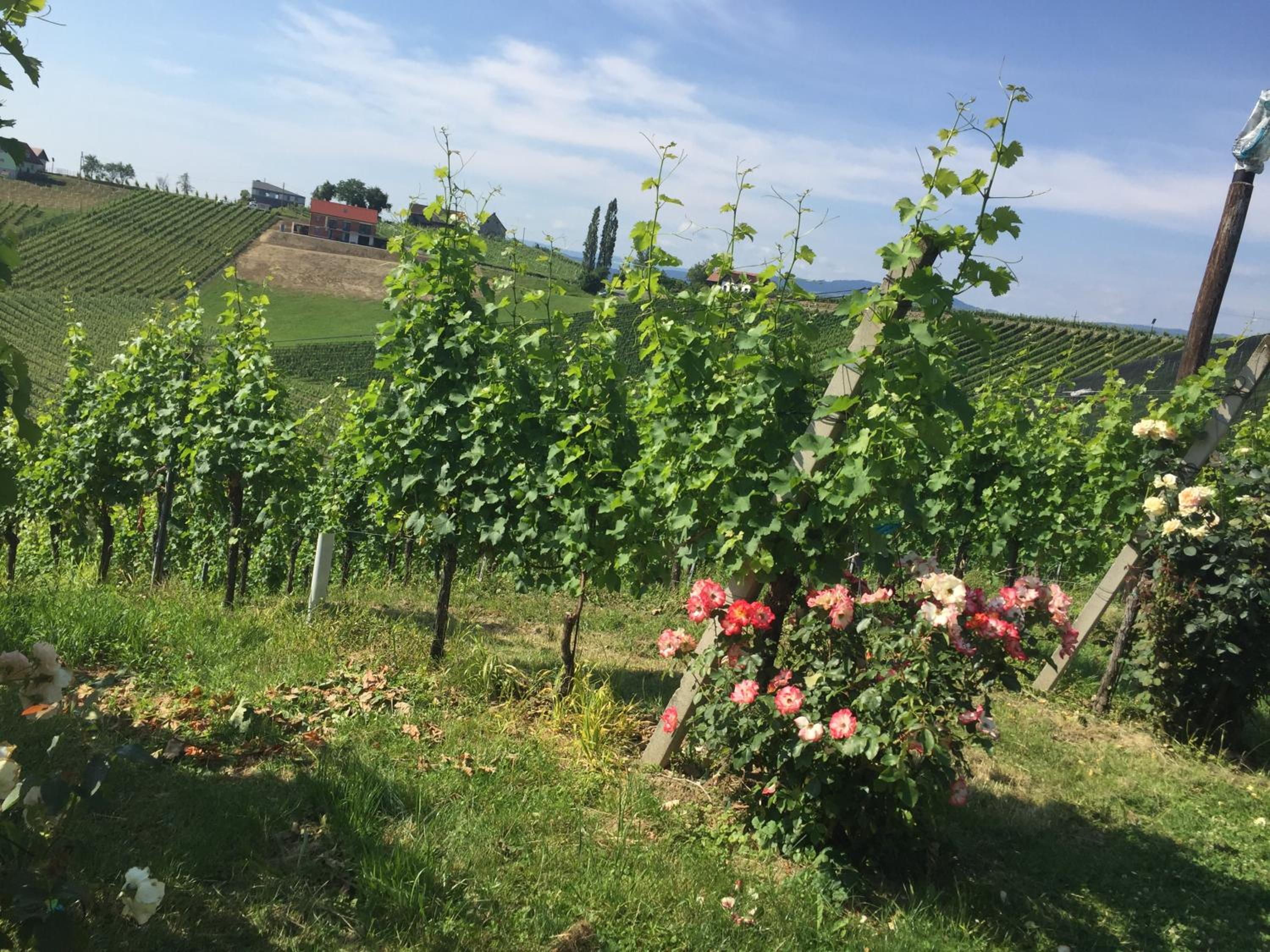 Zweytick Gästezimmer Weingut