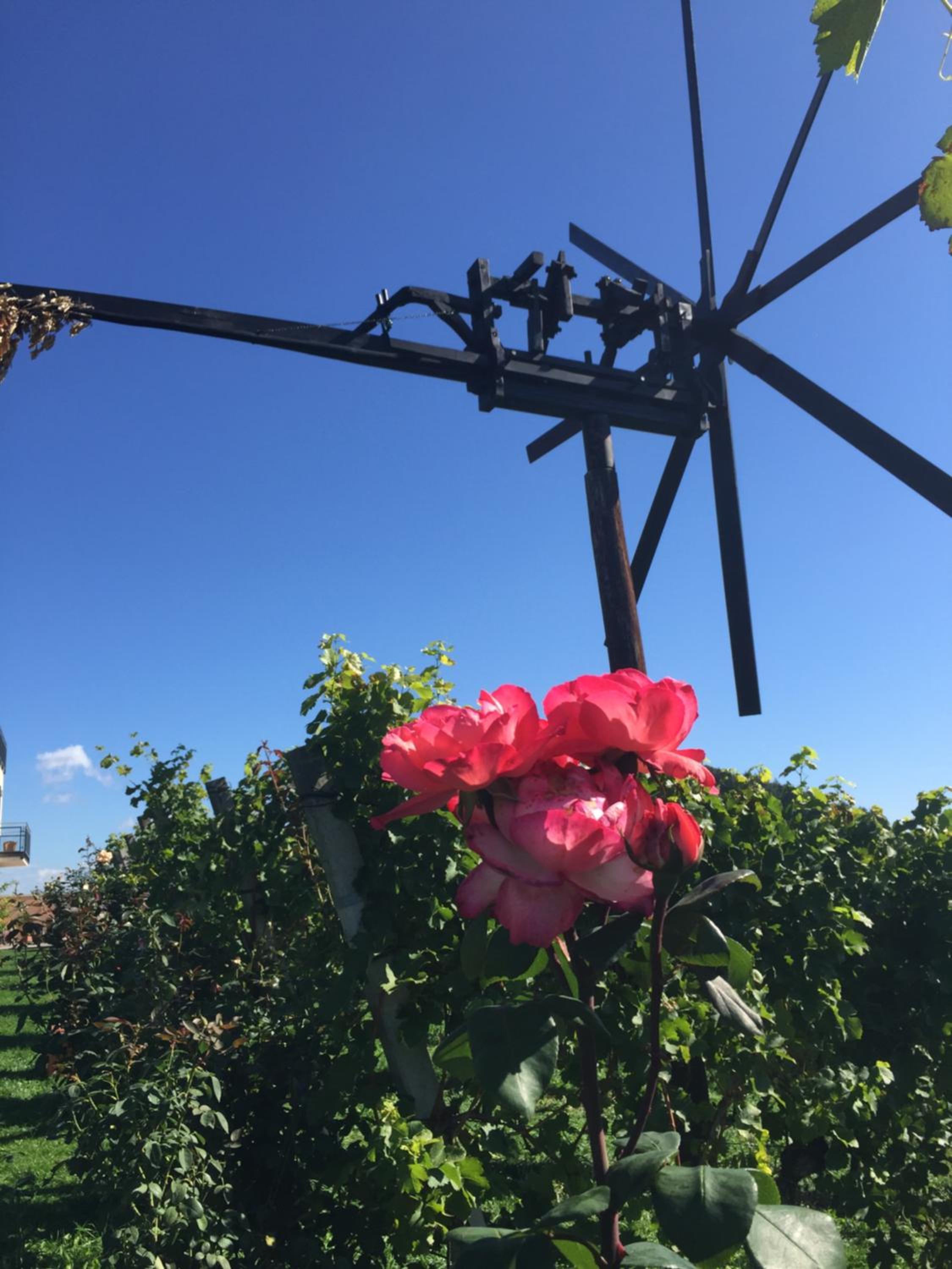Zweytick Gästezimmer Weingut