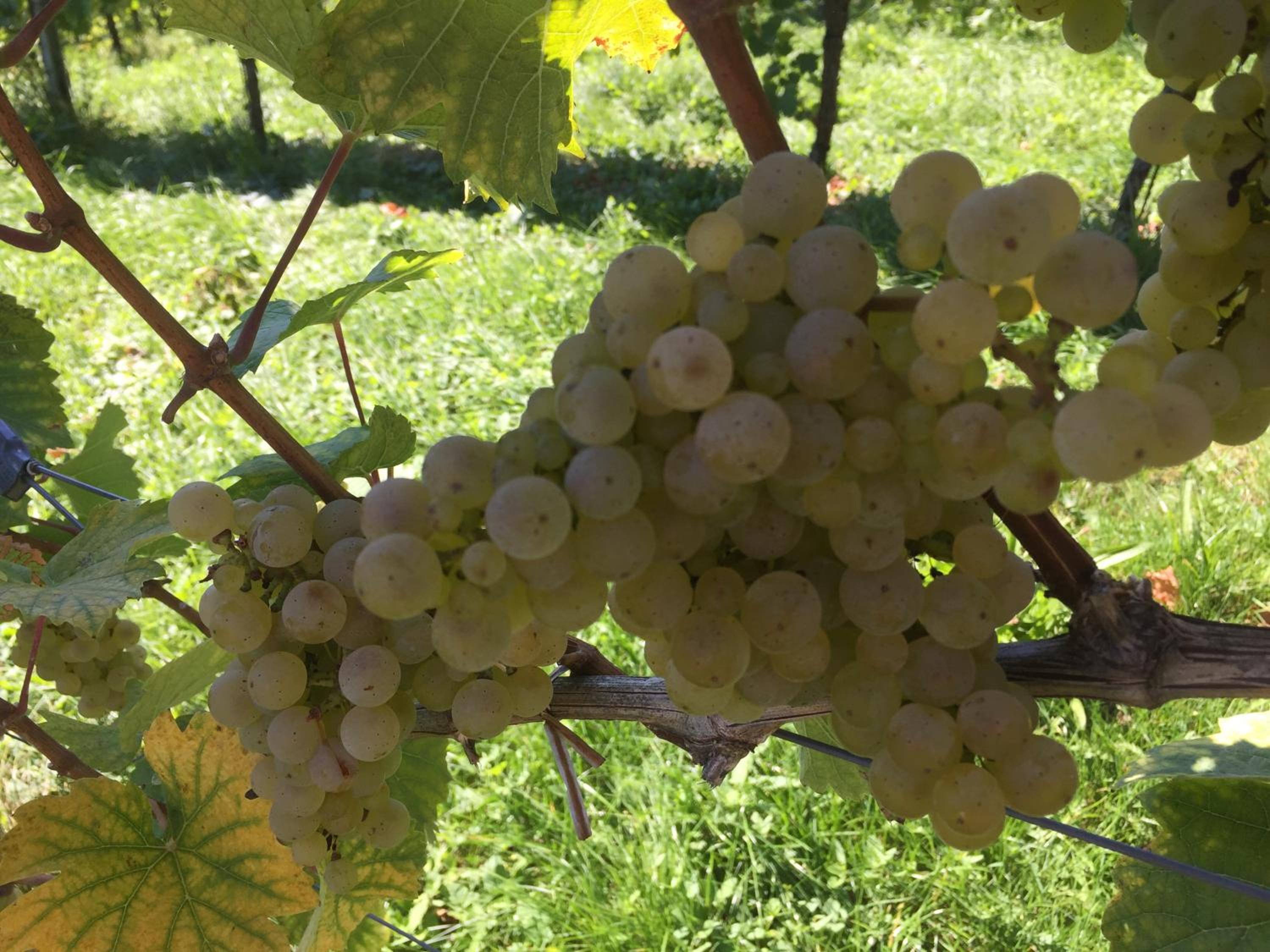 Zweytick Gästezimmer Weingut