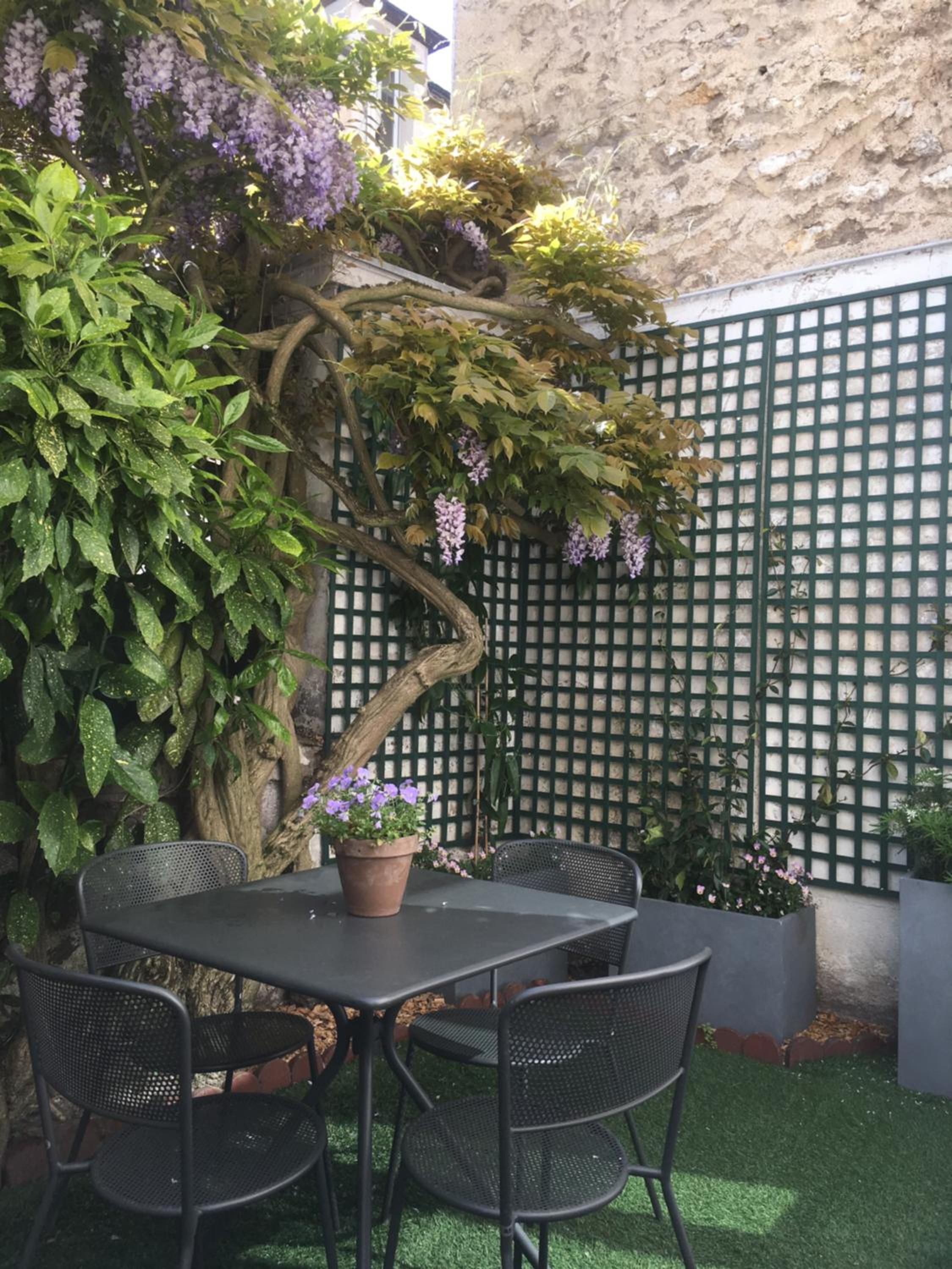 Wisteria