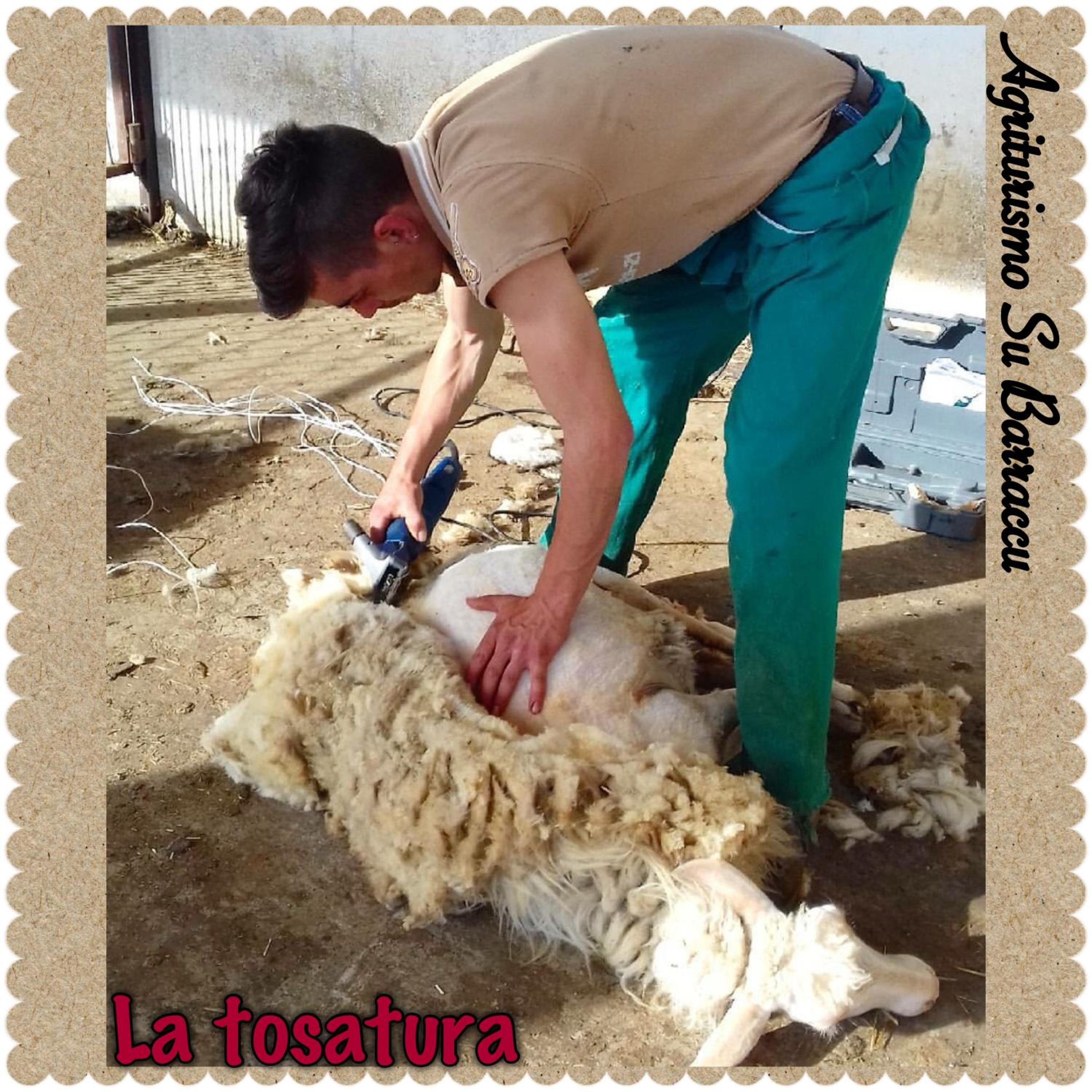 Photo 61