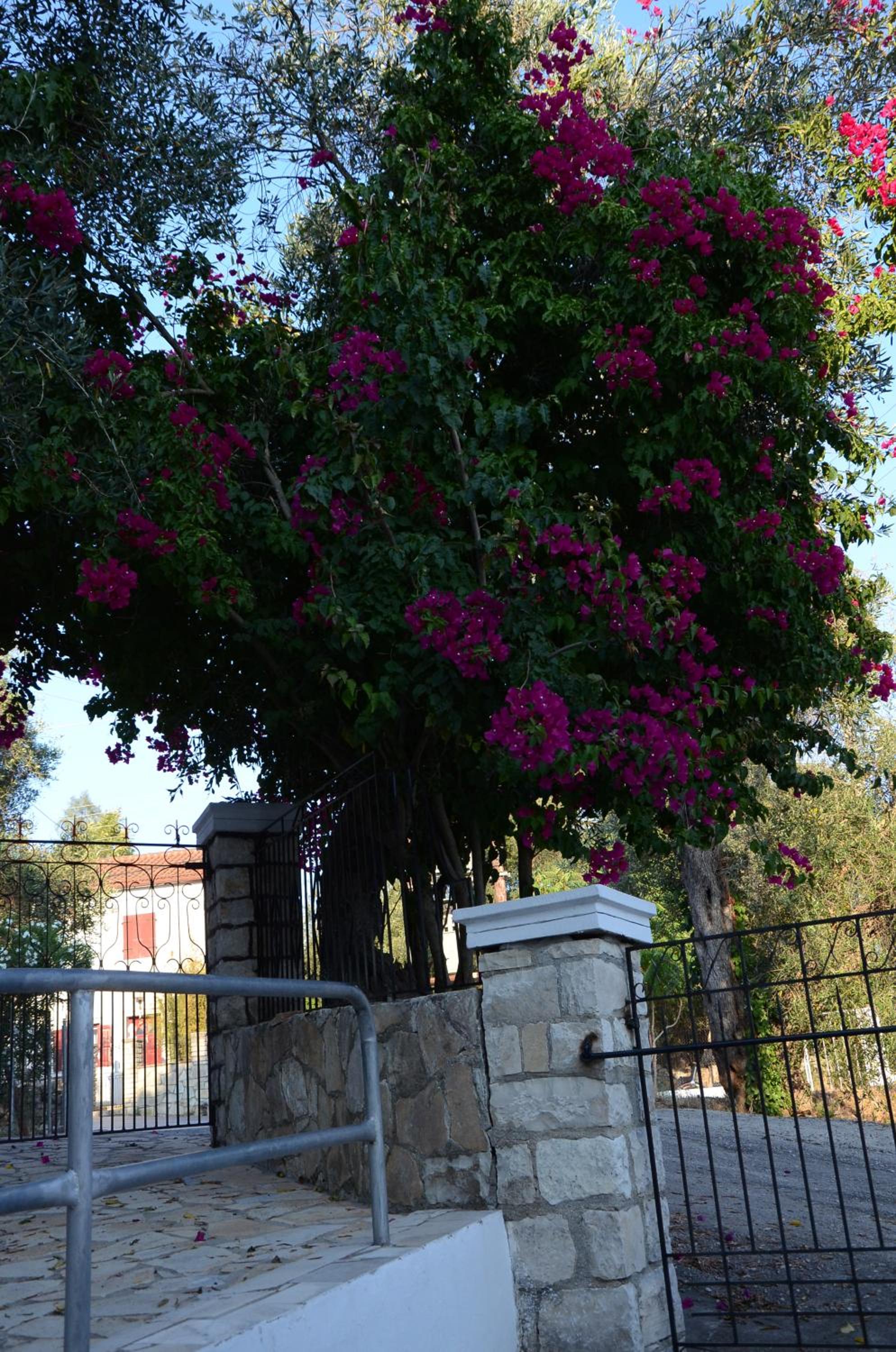 Natsios Studios photo 2