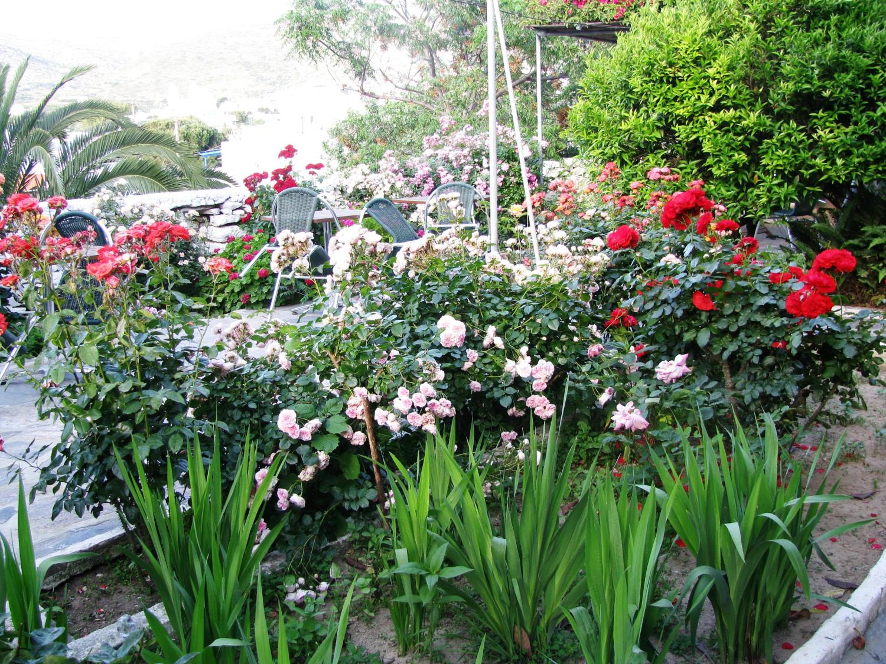 garden