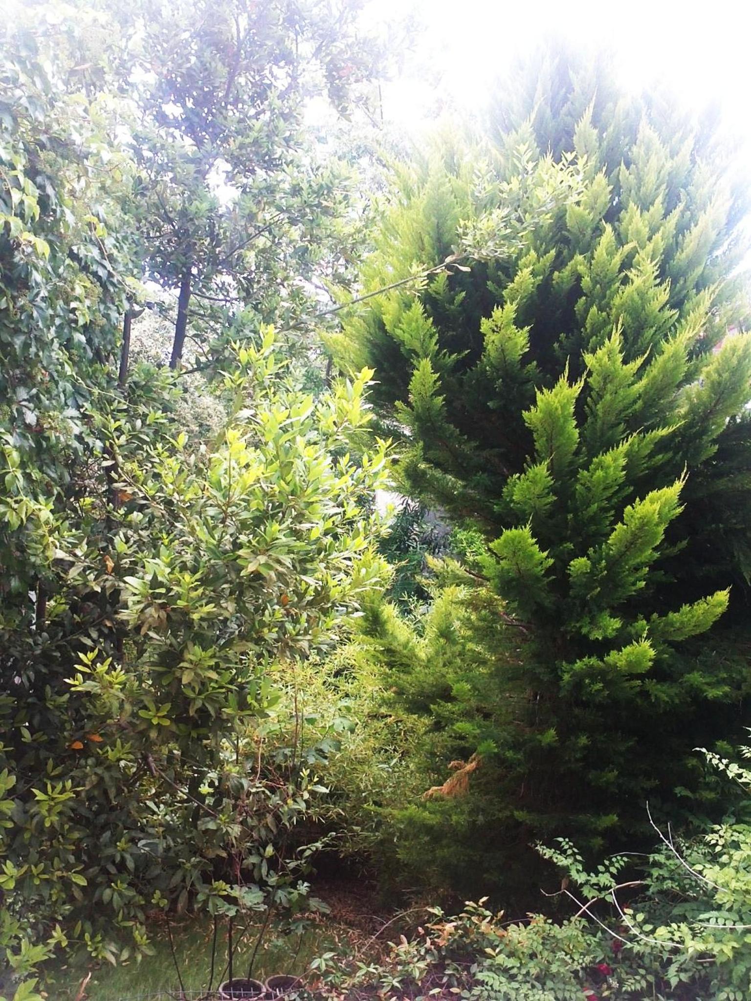 Photo 37